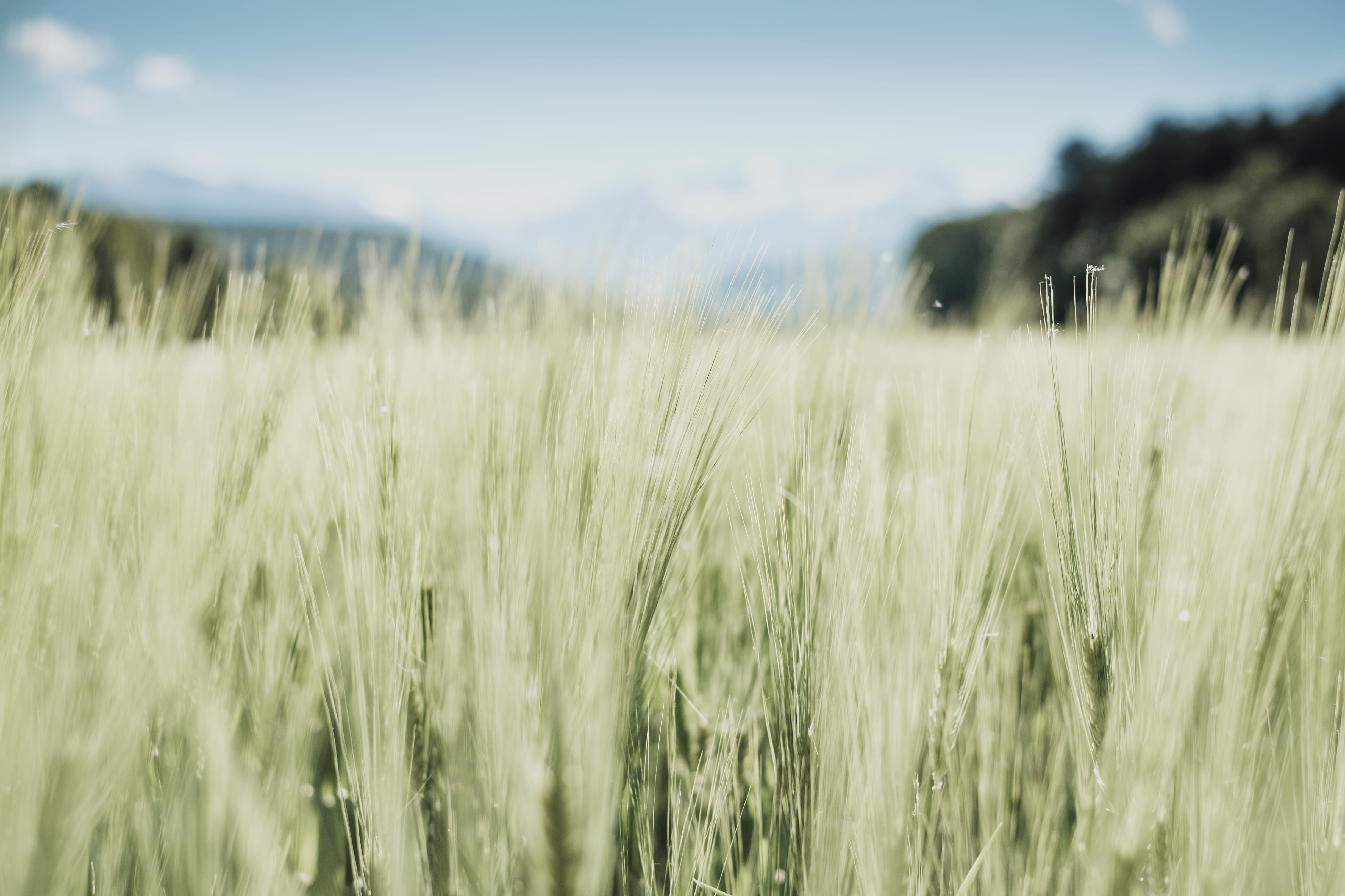 nature, scenics - nature, no People, agriculture, 4K, sky, day, barley, non-Urban Scene, crop, rural Scene, beauty in nature, moment, tranquility, outdoors, HD Wallpaper