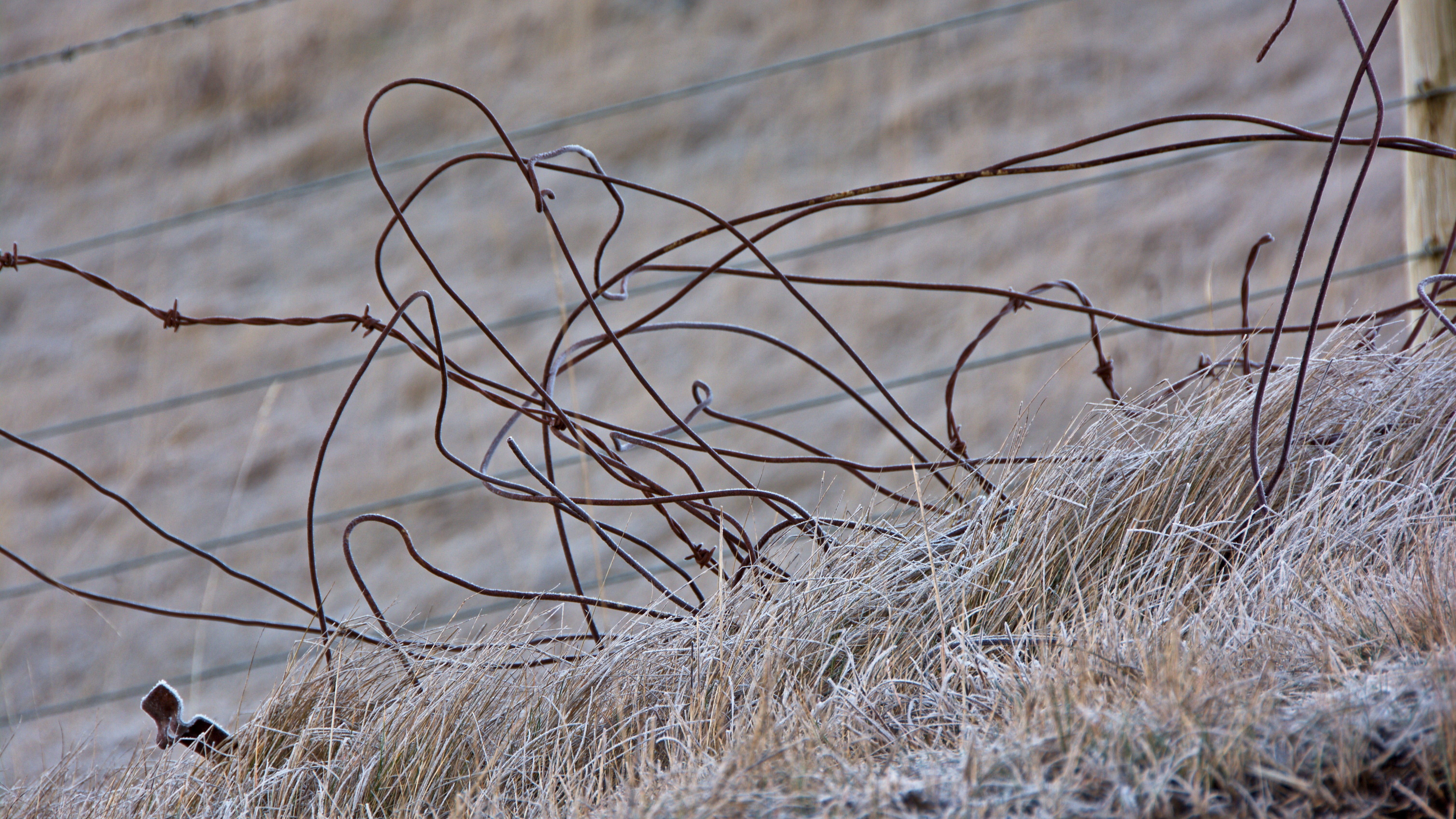 animal themes, vertebrate, discarded, dead plant, waipiata, complexity, close-up, branch, otago, ice, new zealand, nature, land, untidy, dried plant, barbed wire, HD Wallpaper