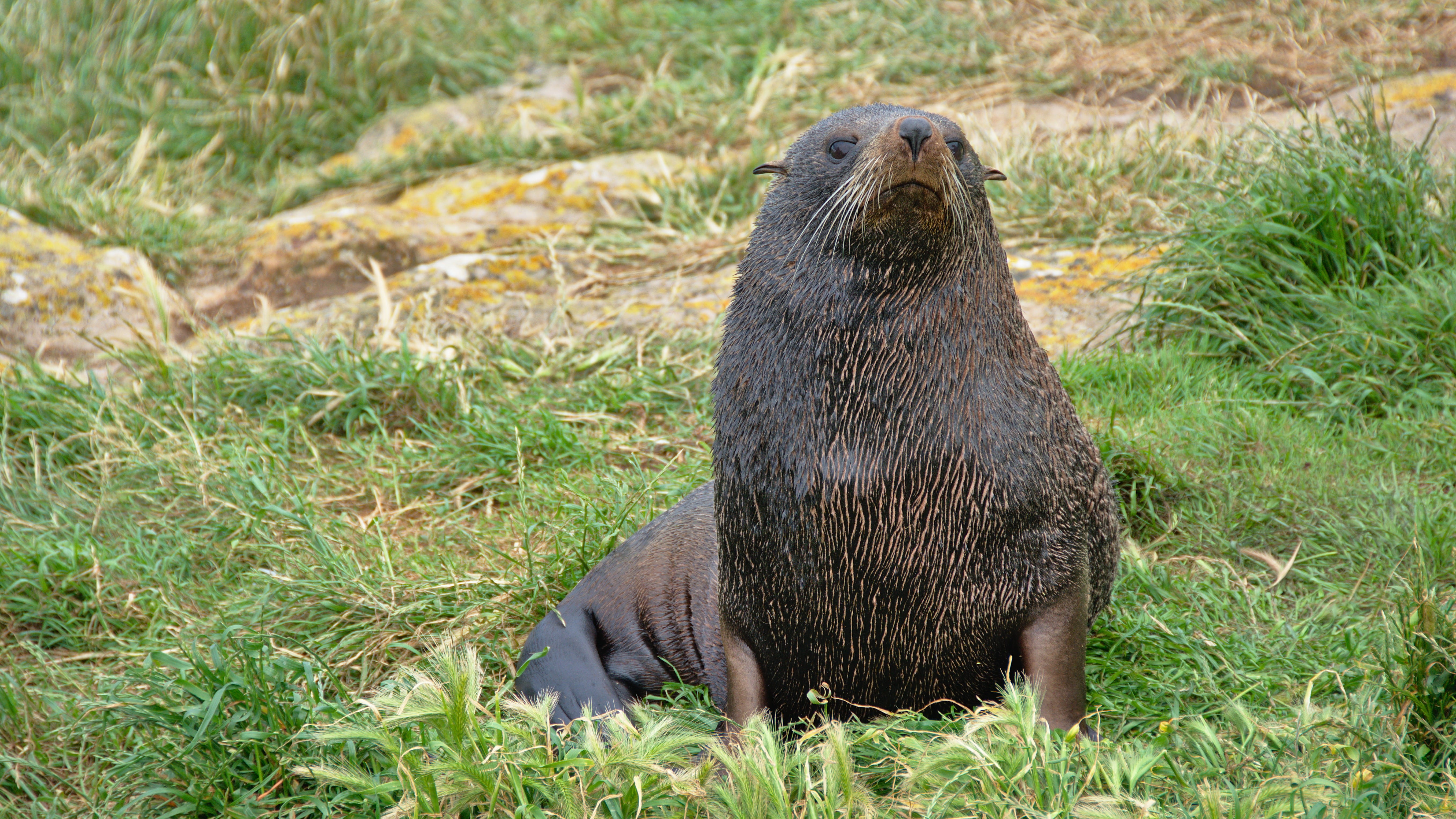 animal themes, plant, coastal, harington point, mammal, outdoors, water, otago, looking at camera, day, nature, kekeno, underwater, new zealand fur seal, HD Wallpaper