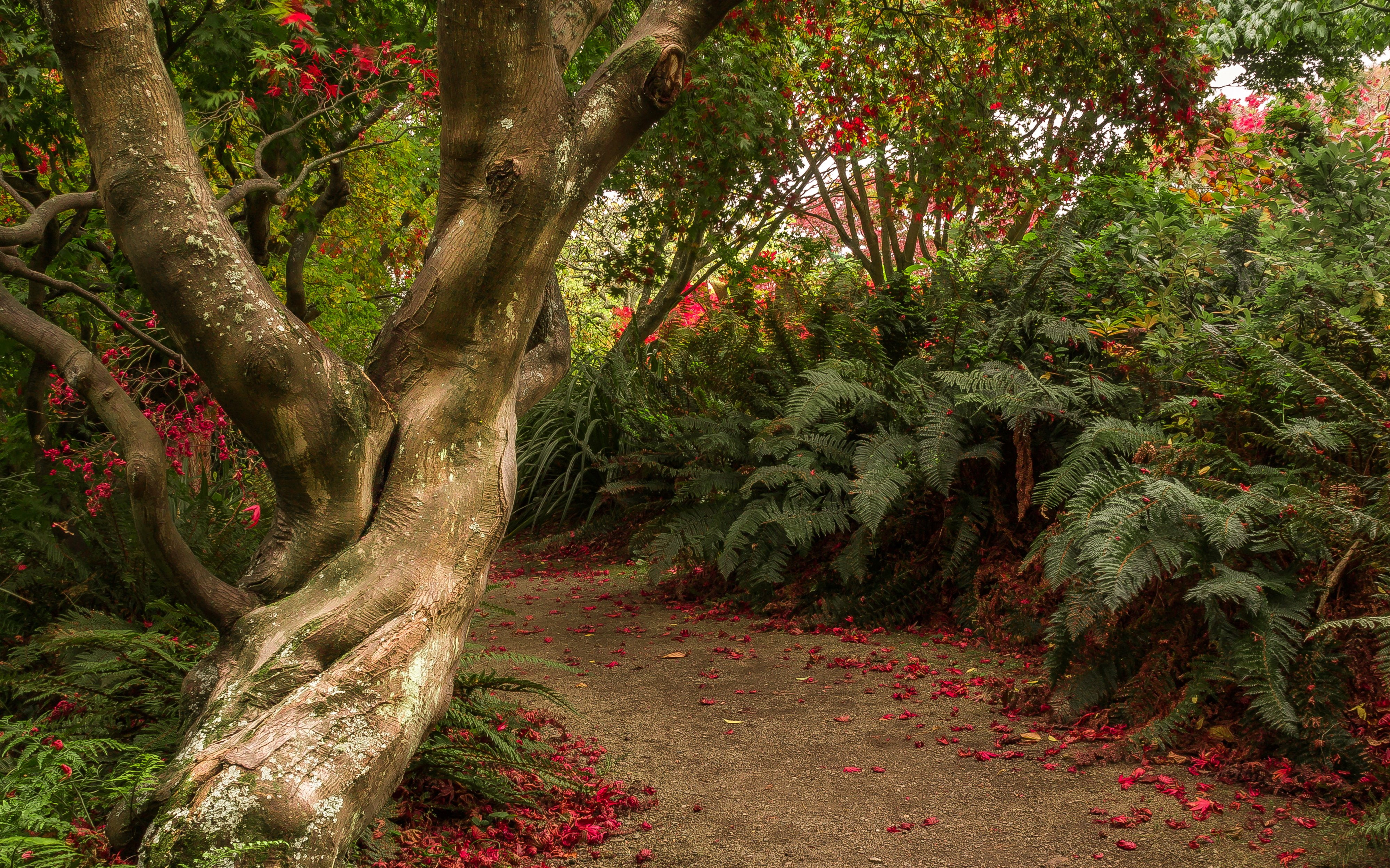 new, trail, shrubs, 4K, zealand, dunedin, otago, tree, trunk, botanic, gardens, HD Wallpaper