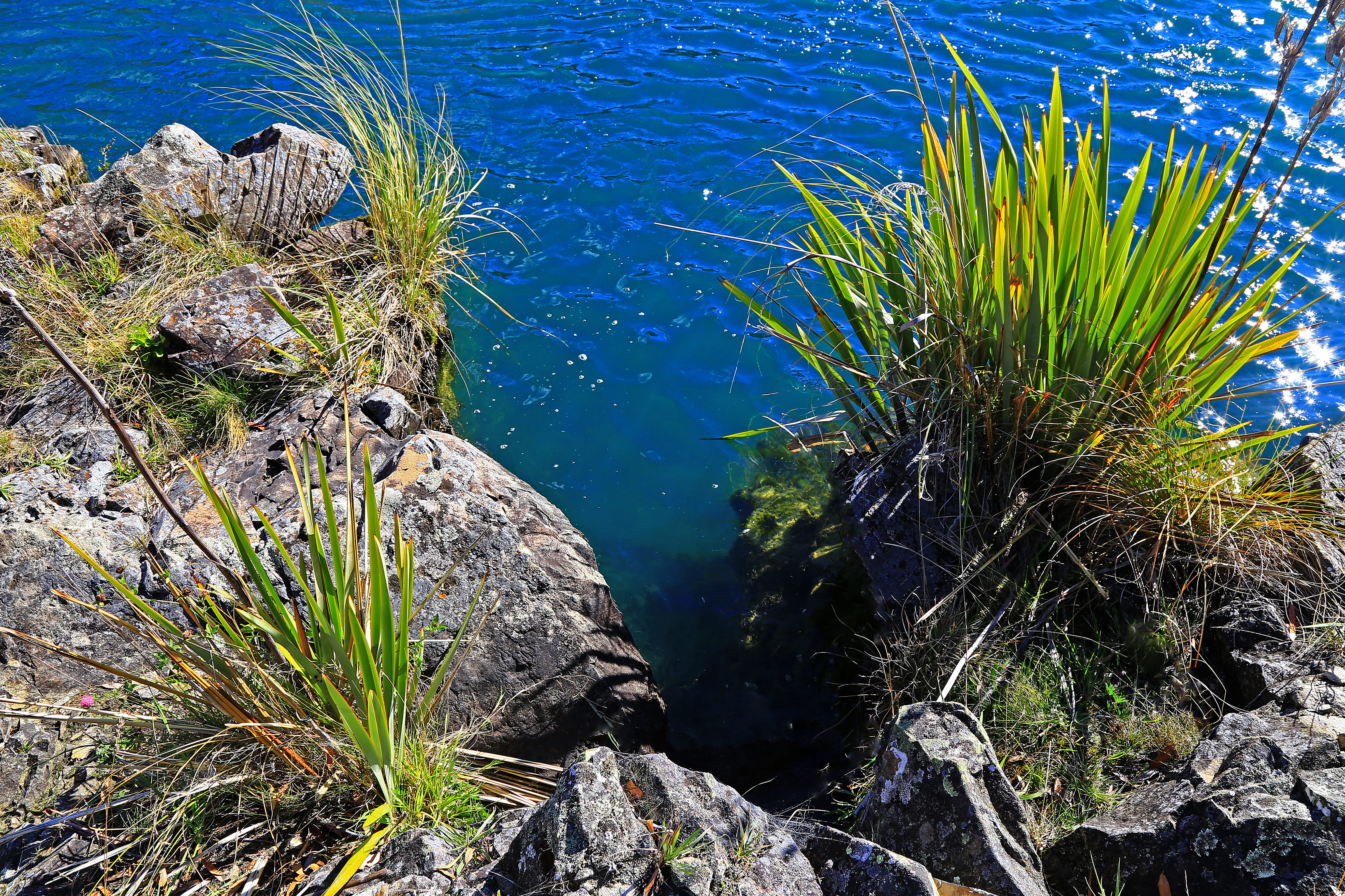 grasses, scenics - nature, beauty in nature, rock - object, solid, rocks, otago, growth, high angle view, tranquil scene, rock, deep, tranquility, marine, HD Wallpaper