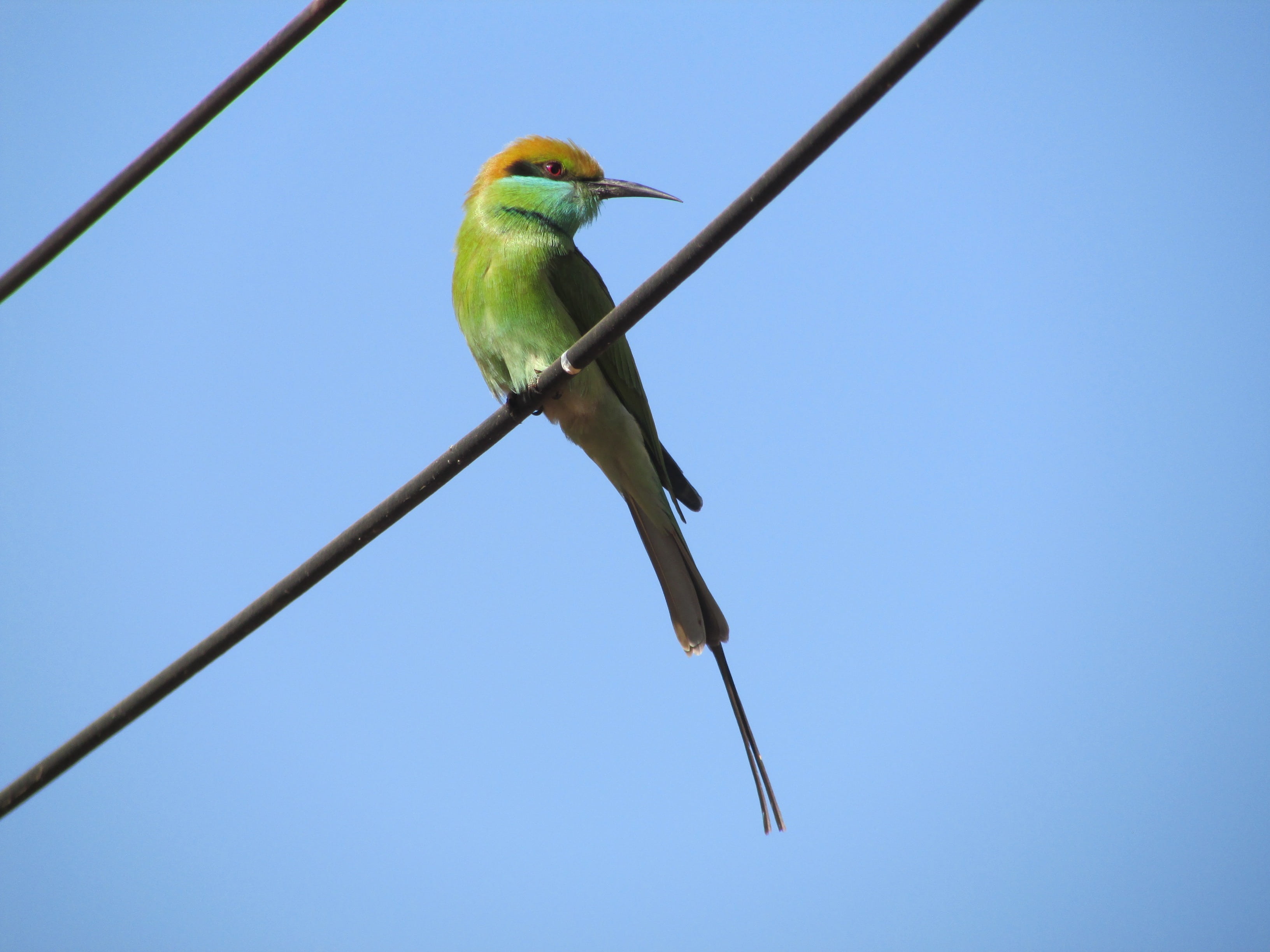 day, animal wildlife, eater, parrot, kingfisher, close, cable, green, wildlife, alcedo atthis, nature, exotic, wire, animal themes, vertebrate, small, blue, HD Wallpaper