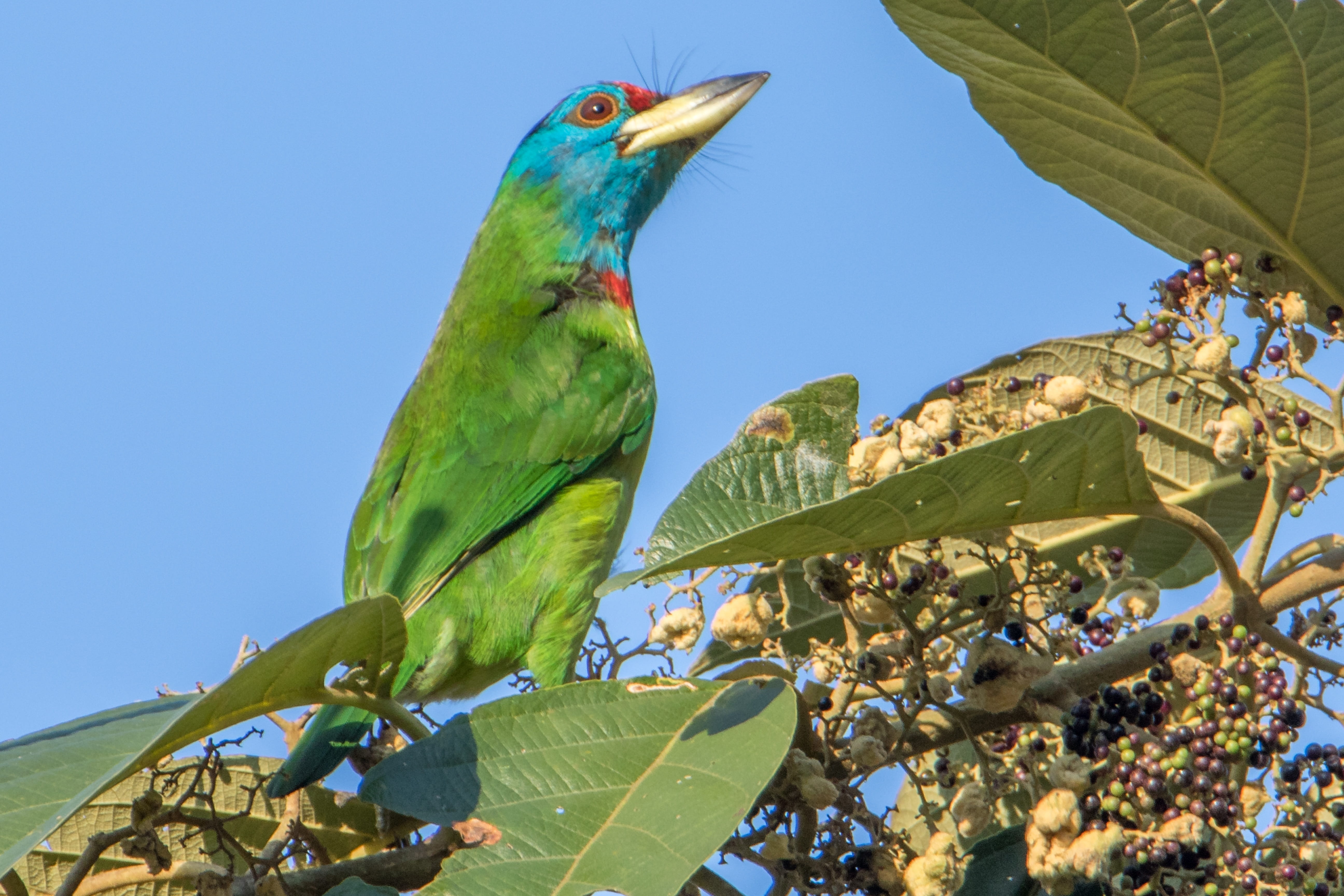 Nature, animal themes, parrot, garden, Bird, cute, one animal, perching, eco, flight, color, Wild, mountain, low angle view, Animal, no people, fauna, asia, HD Wallpaper