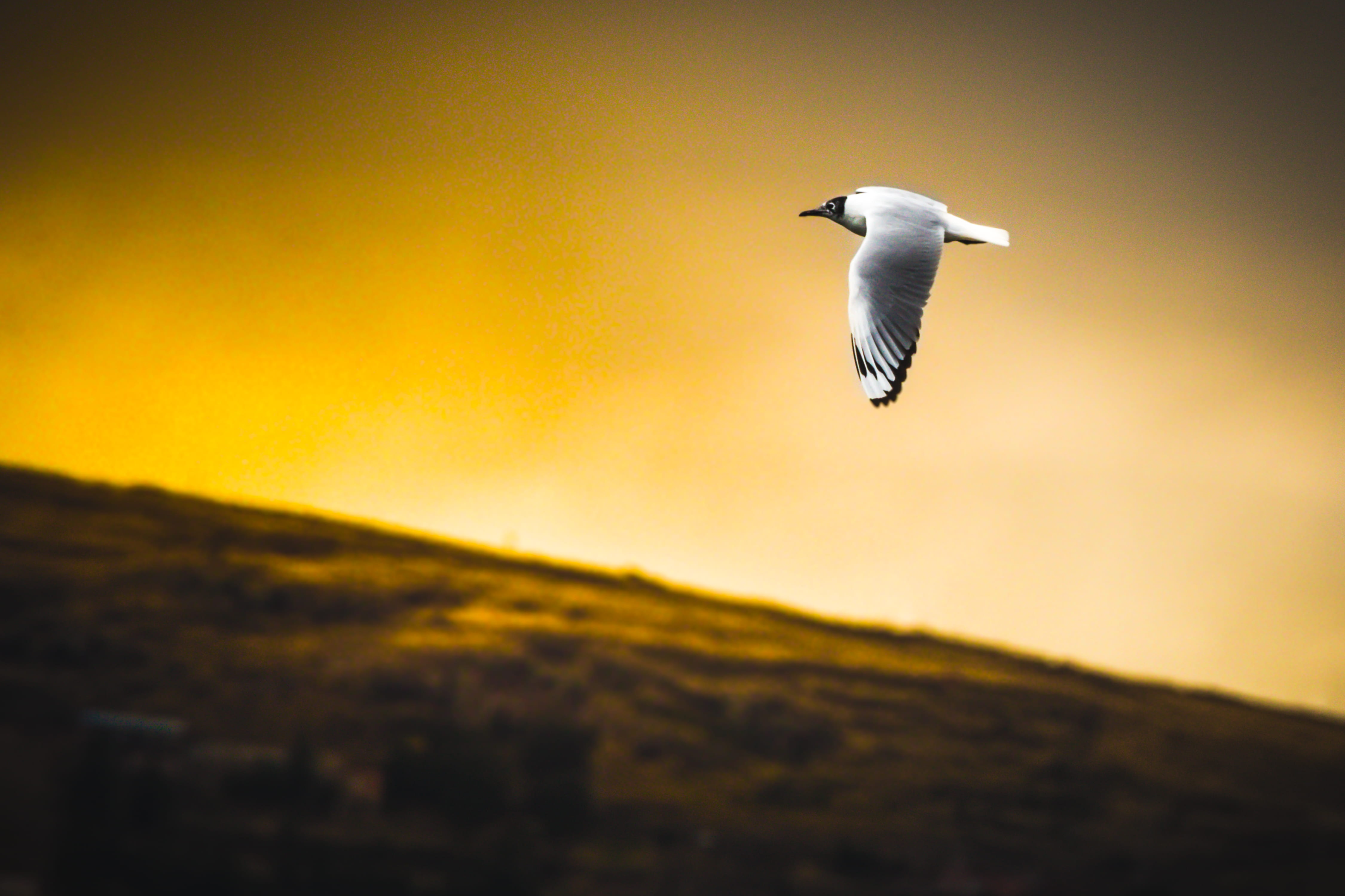 beak, flying, white, sky, bluebird, heron, motion, vertebrate, bee eater, no people, ardeidae, environment, daytime, puffin, booby, animal, nature, 4K, HD Wallpaper