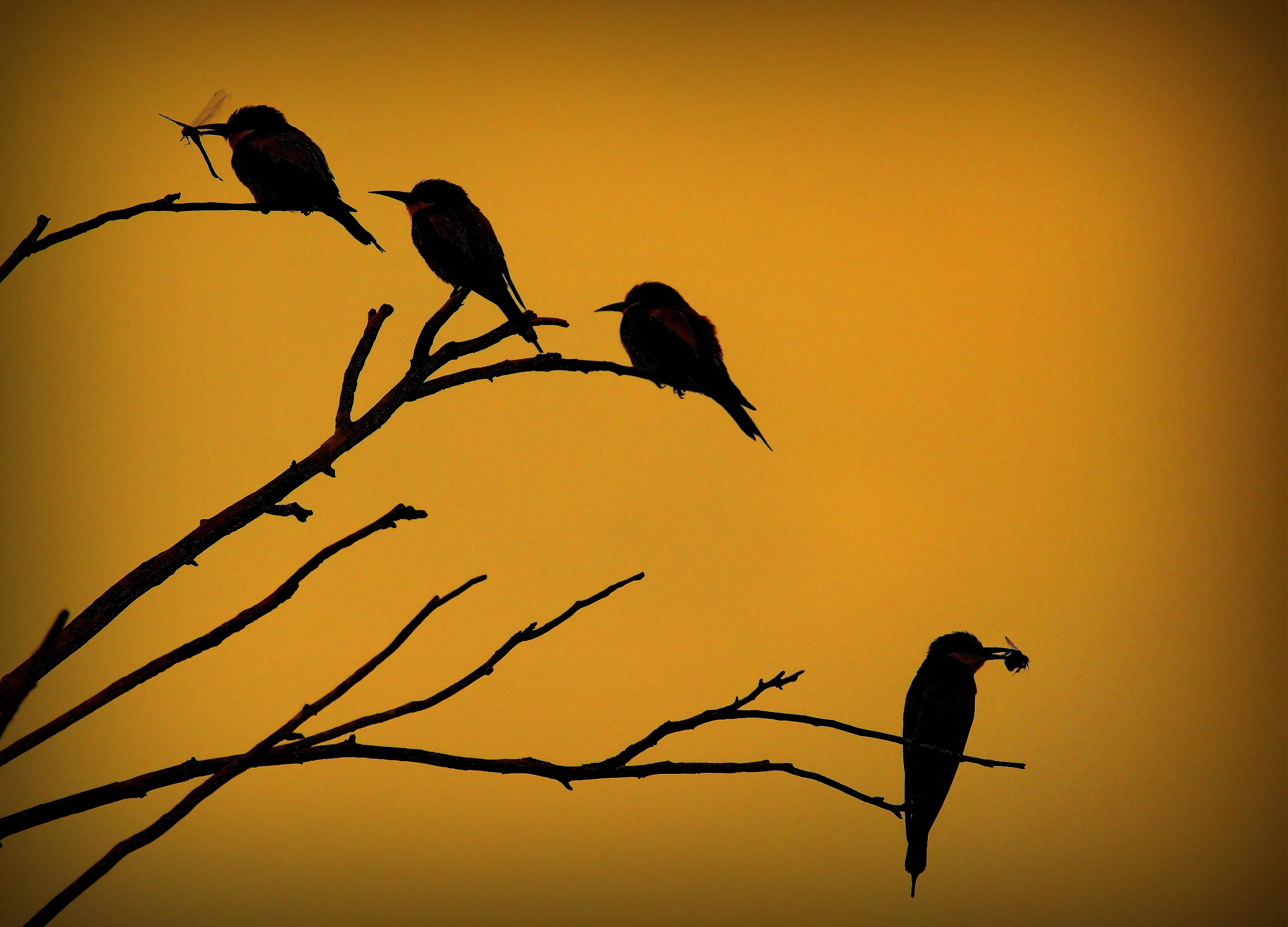 flying, low angle view, wildlife, animal themes, silhouette, beak, clear sky, 5K, two animals, animal wildlife, group of animals, animal, vertebrate, four, HD Wallpaper