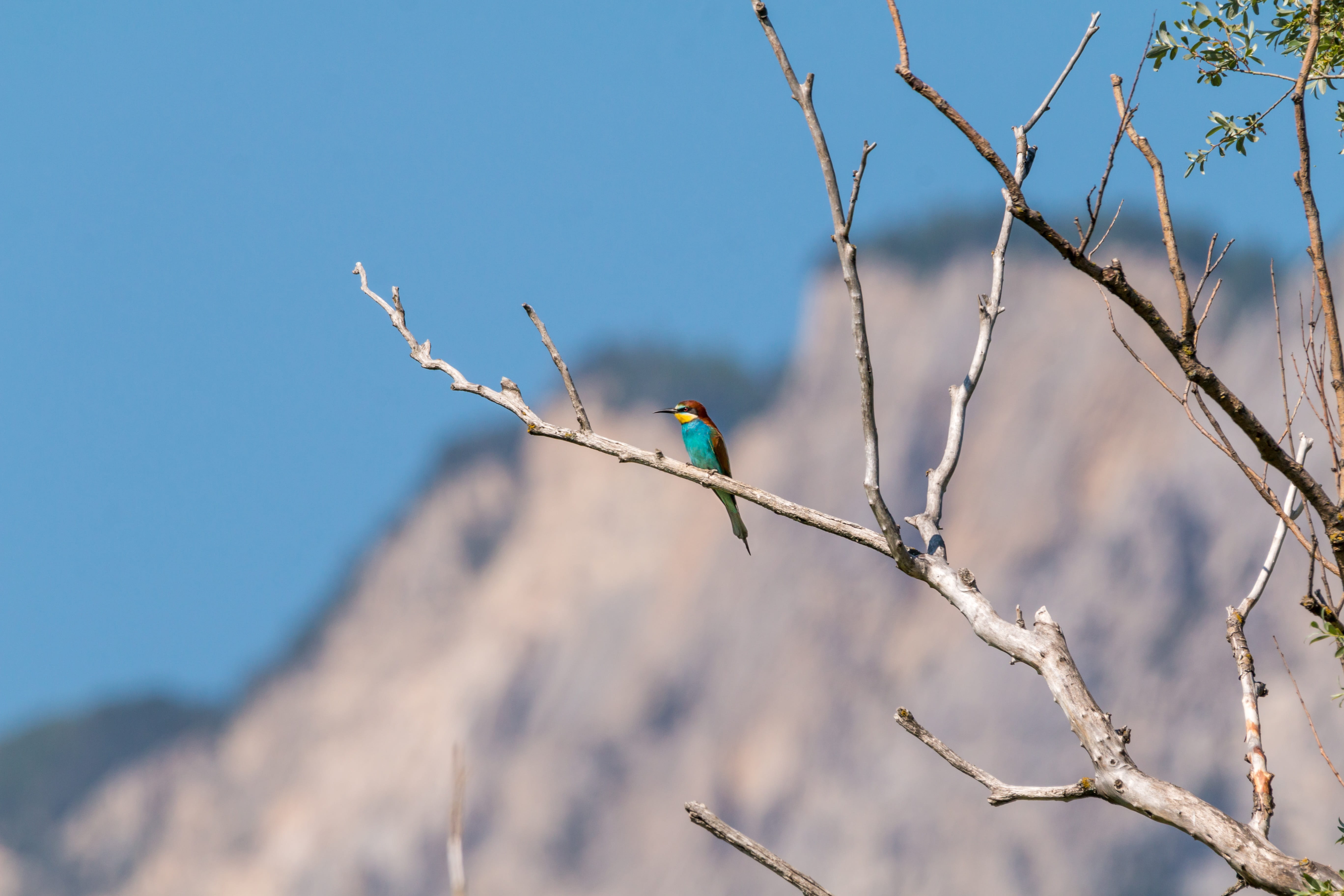 one animal, sky, insect, 5K, animals In The Wild, perching, animal wildlife, outdoors, animal themes, plumage, close, low angle view, animal world, bare tree, HD Wallpaper