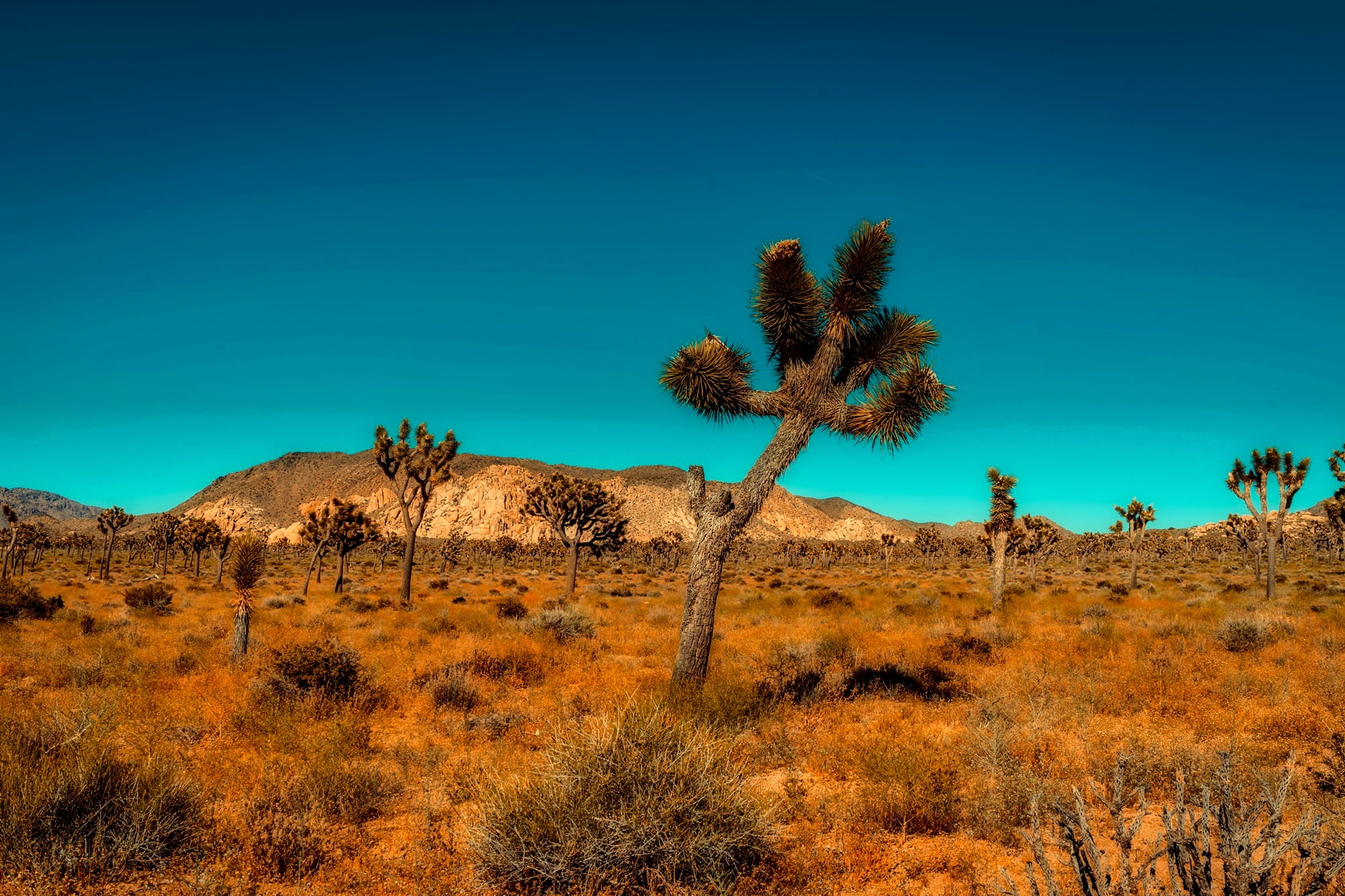 barren, hot, plant, ahead, arid climate, land, trees, tranquility, day, tree, scenics - nature, climate, 1080P, sunlight, outdoors, beauty in nature, green, HD Wallpaper