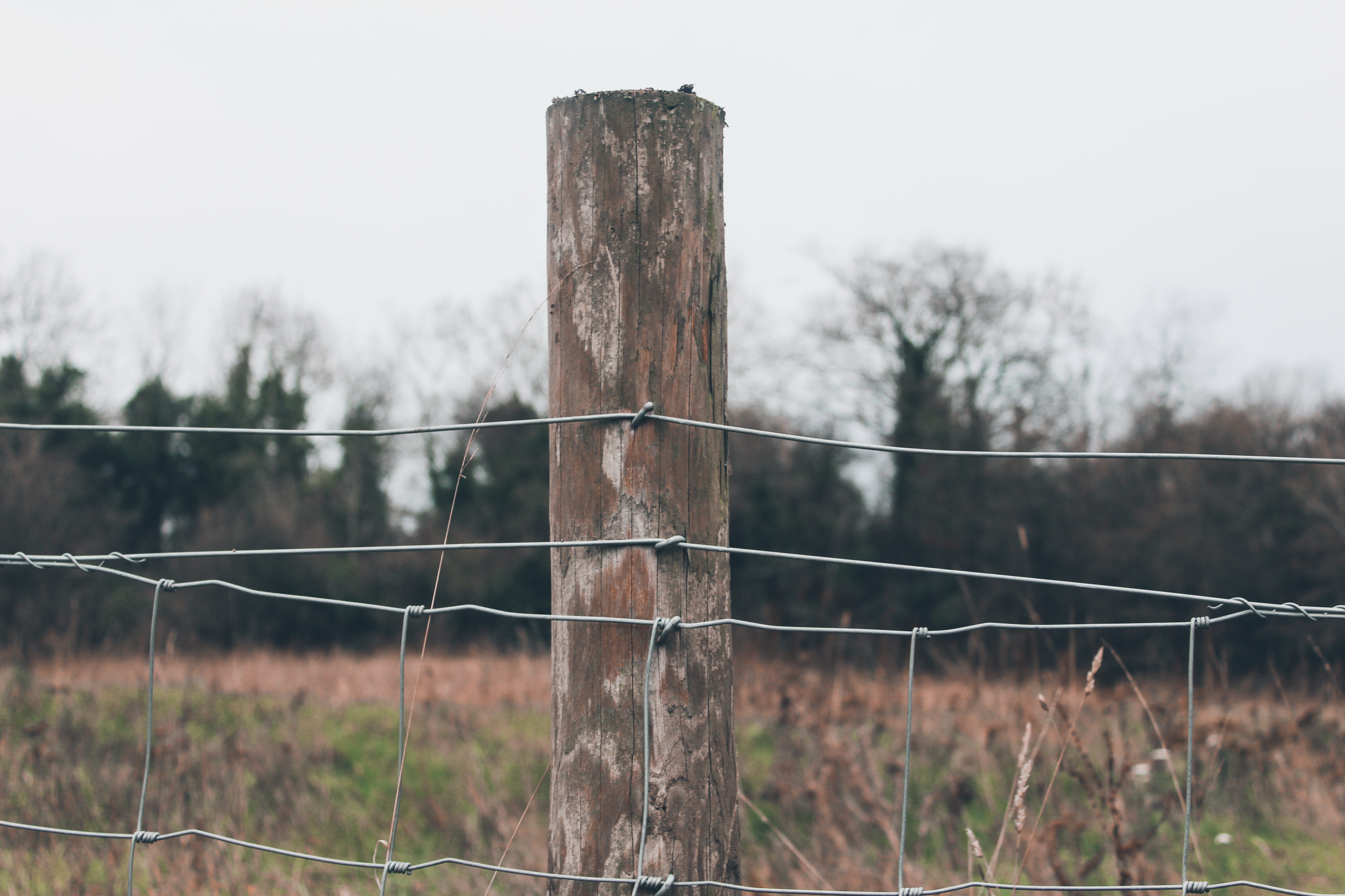 nature, wire, no people, siora, fence post, spider web, land, field, plant, outdoors, day, tree stump, protection, bird, metal, symbol, animal, focus on foreground, HD Wallpaper