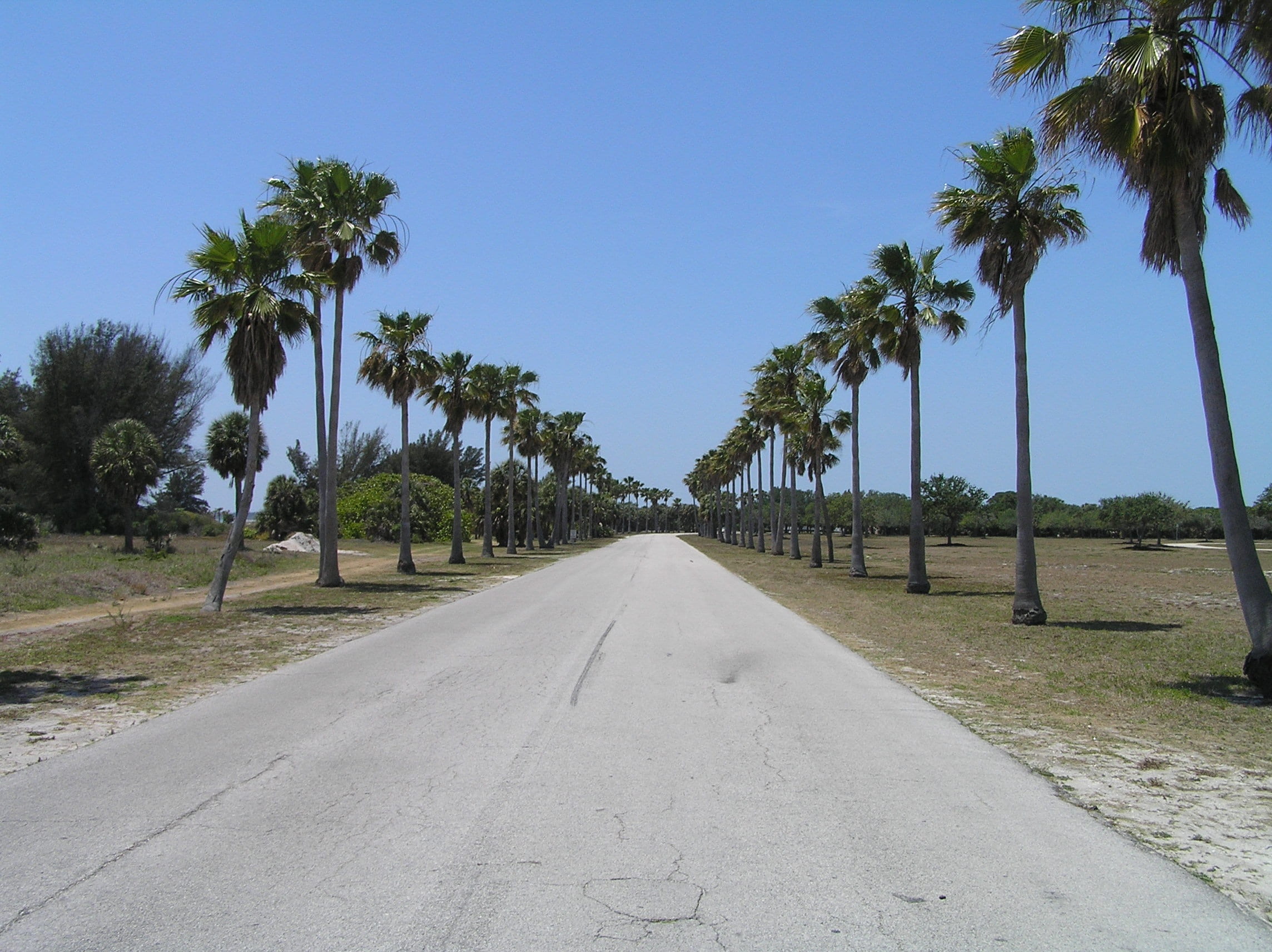 no people, vanishing point, tropical, growth, palm tree, plant, diminishing perspective, clear sky, transportation, 1080P, direction, day, tranquil scene, HD Wallpaper