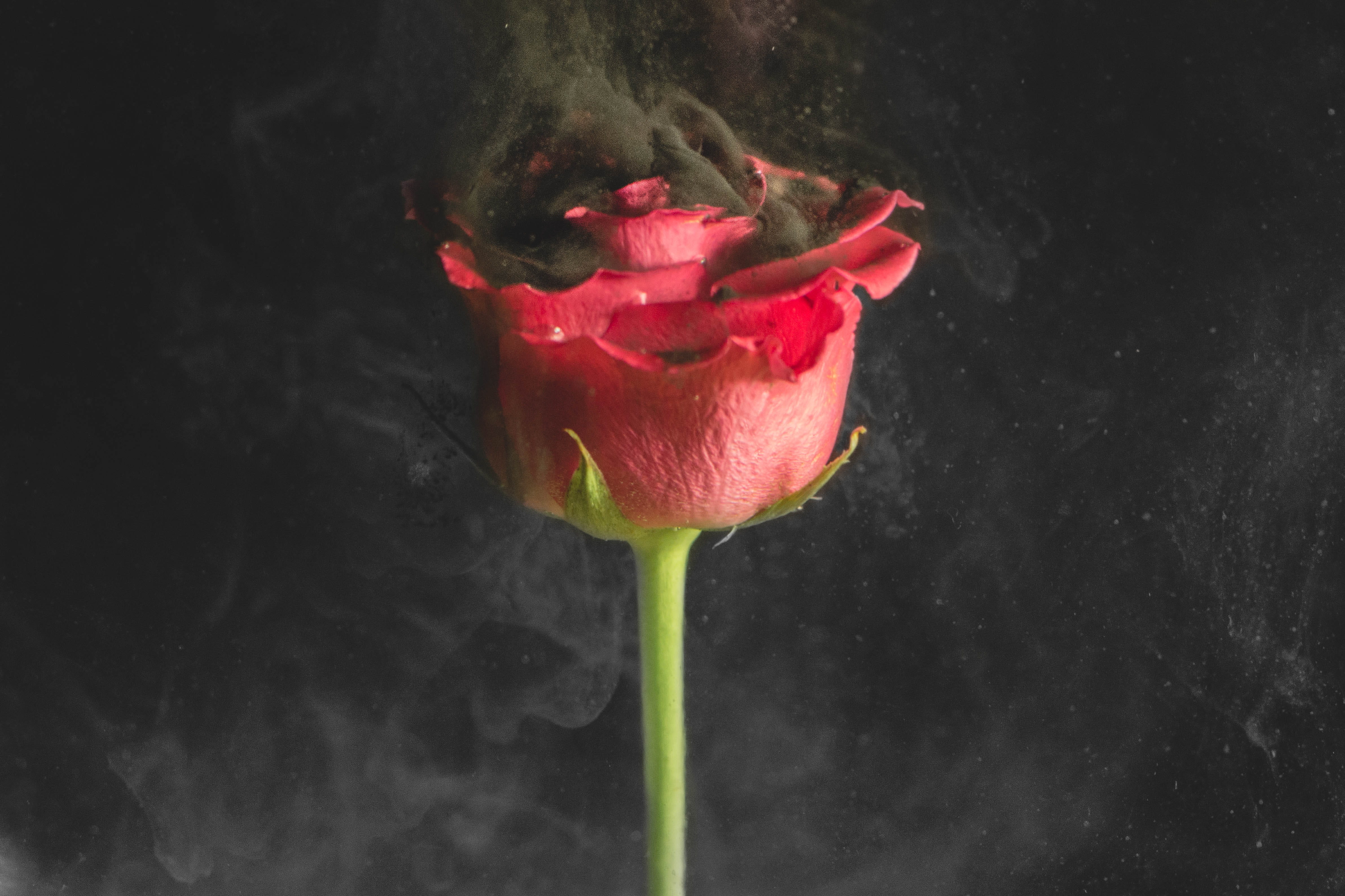 beauty in nature, flora, no people, smoke bomb, black background, moody, smoke, petal, close-up, flower, vulnerability, plant, ink, edgy, fragility, rose - flower, HD Wallpaper