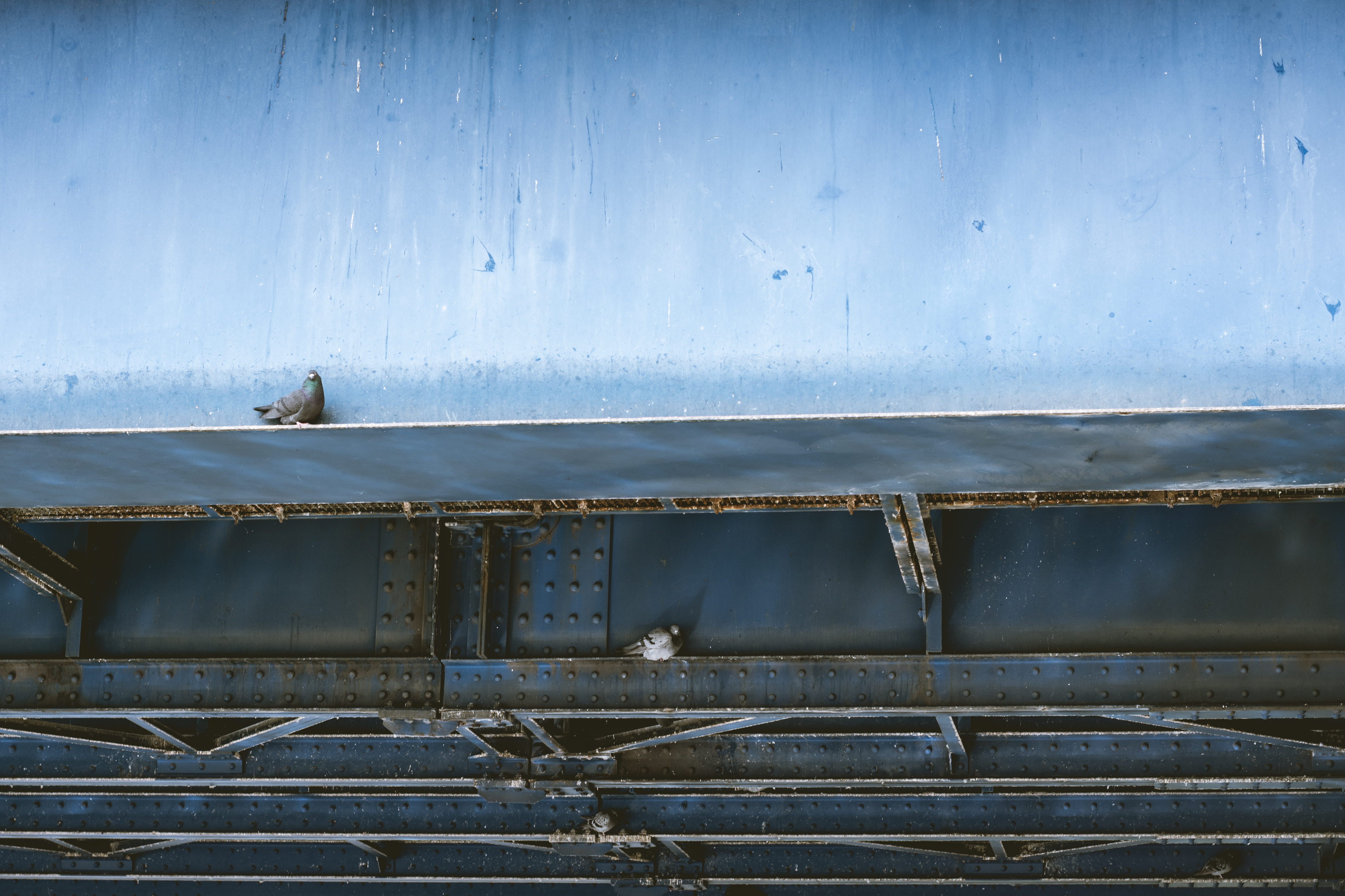 built structure, no people, train, germany, animal wildlife, animals in the wild, wood - material, architecture, vertebrate, corrugated iron, railway, 5K, HD Wallpaper