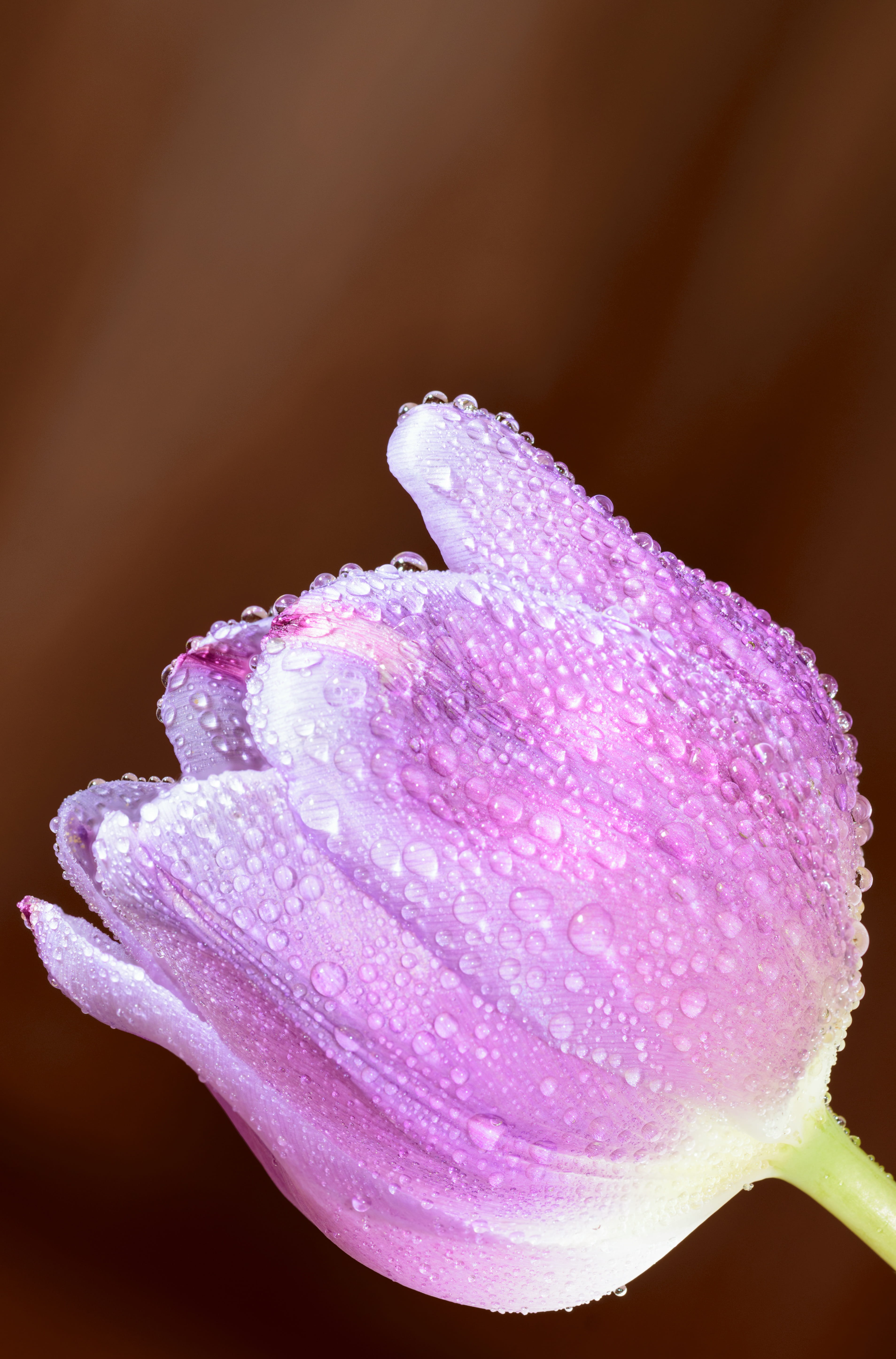 reflection, colorful, nature, harmony, pollen, freshness, flower Head, flower detail, scene, focus, biology, design, leaves, pink, studio shot, macro, magnification, Phone HD Wallpaper