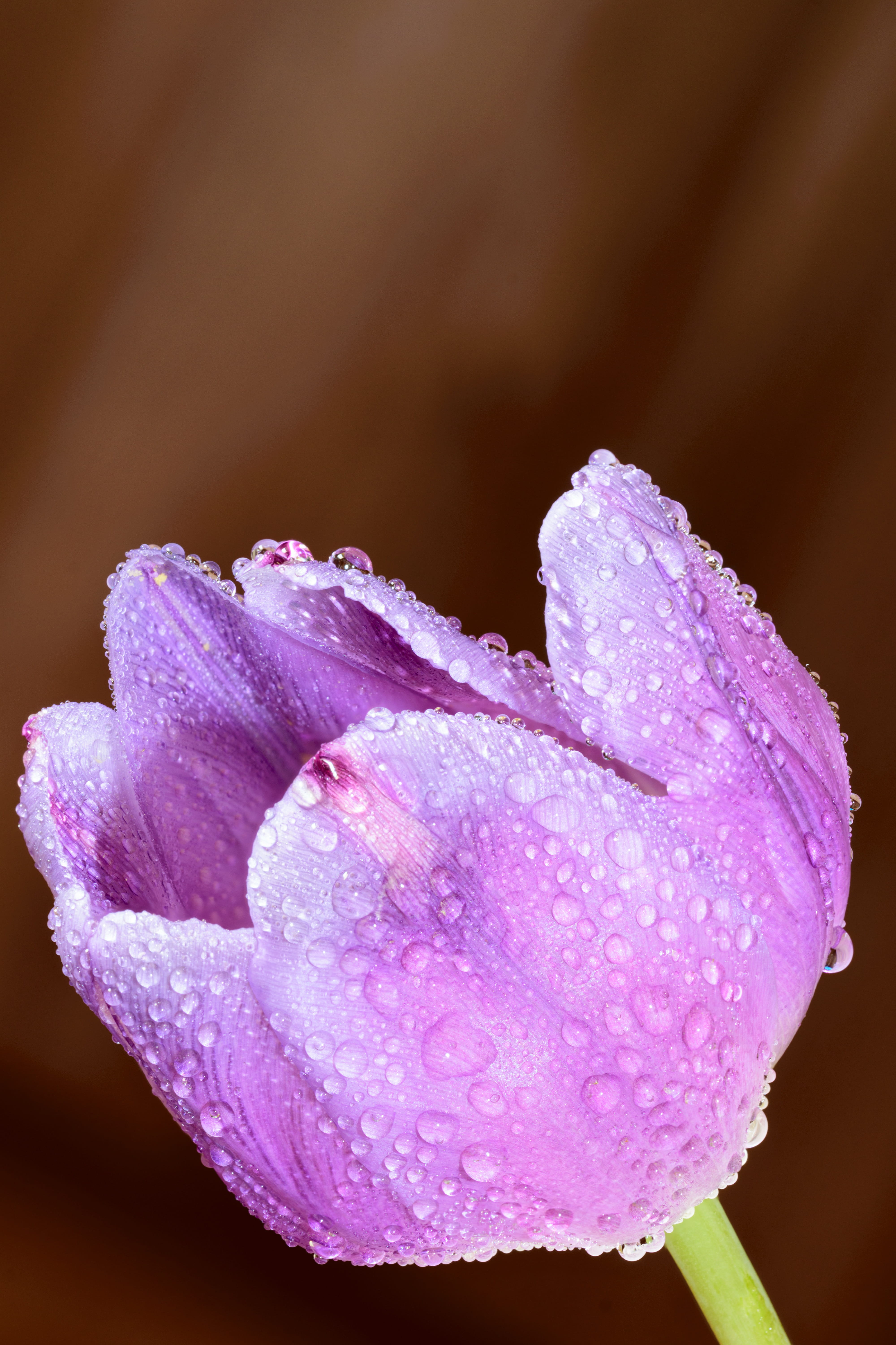 foliage, drop, scene, pink, beautiful, life-size, no people, pink color, art, rainy season, bloom, biology, plant, flower head, wet, macro, floral, harmony, Phone HD Wallpaper
