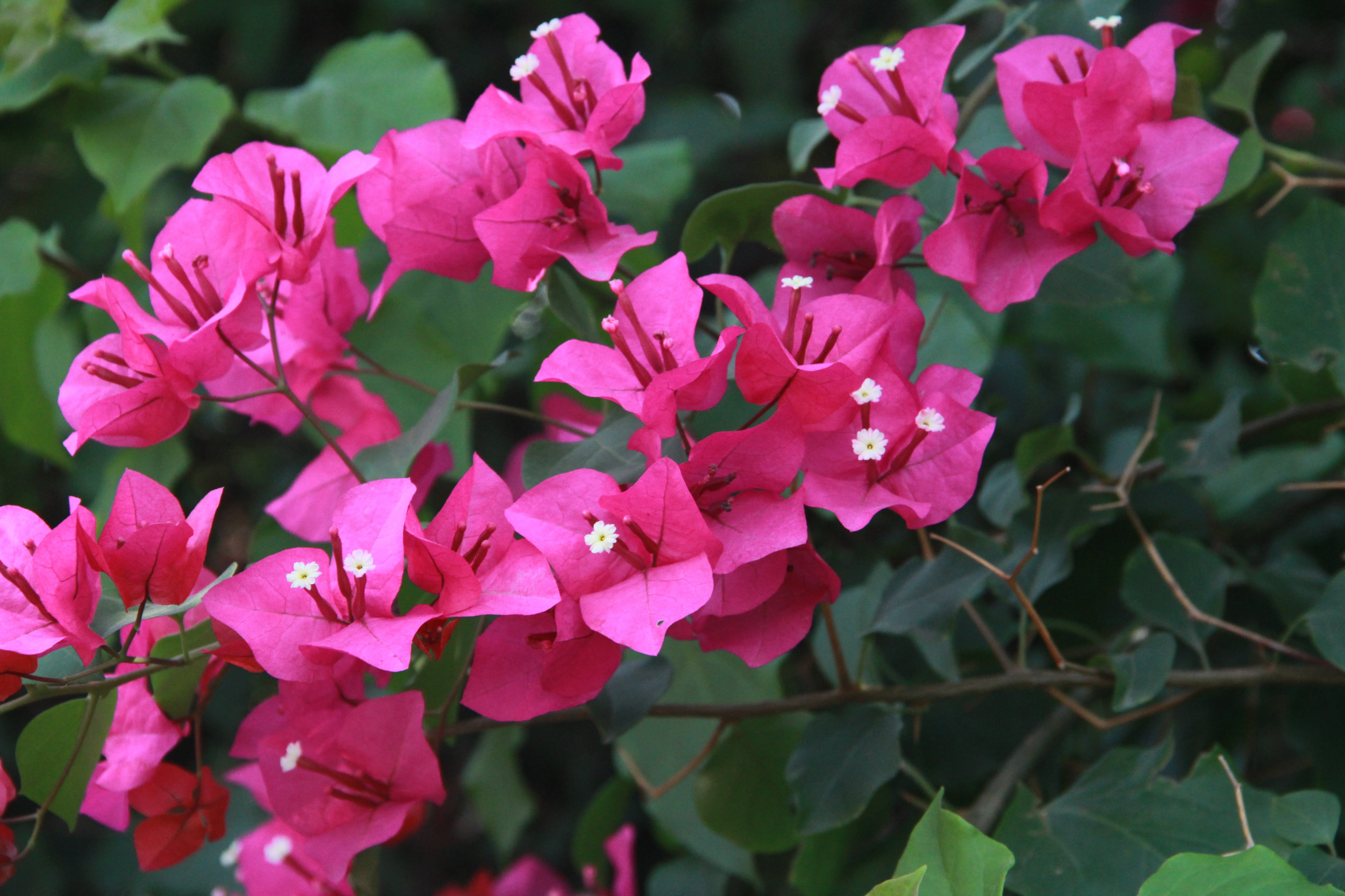 petal, white, pink, no people, close-up, plant, flower head, day, backdrop, decorative, purple, bougainvillea, style, leaf, flower, flowering plant, floral, HD Wallpaper
