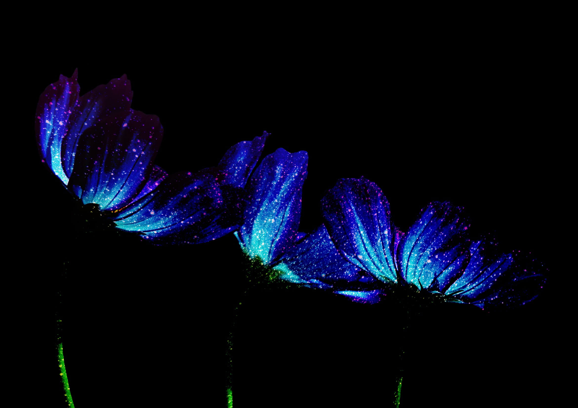 indoors, flower head, plant, flowers, growth, no people, 1080P, flower, synthesis, beauty in nature, copy space, studio shot, japan, dark, fragility, night, HD Wallpaper