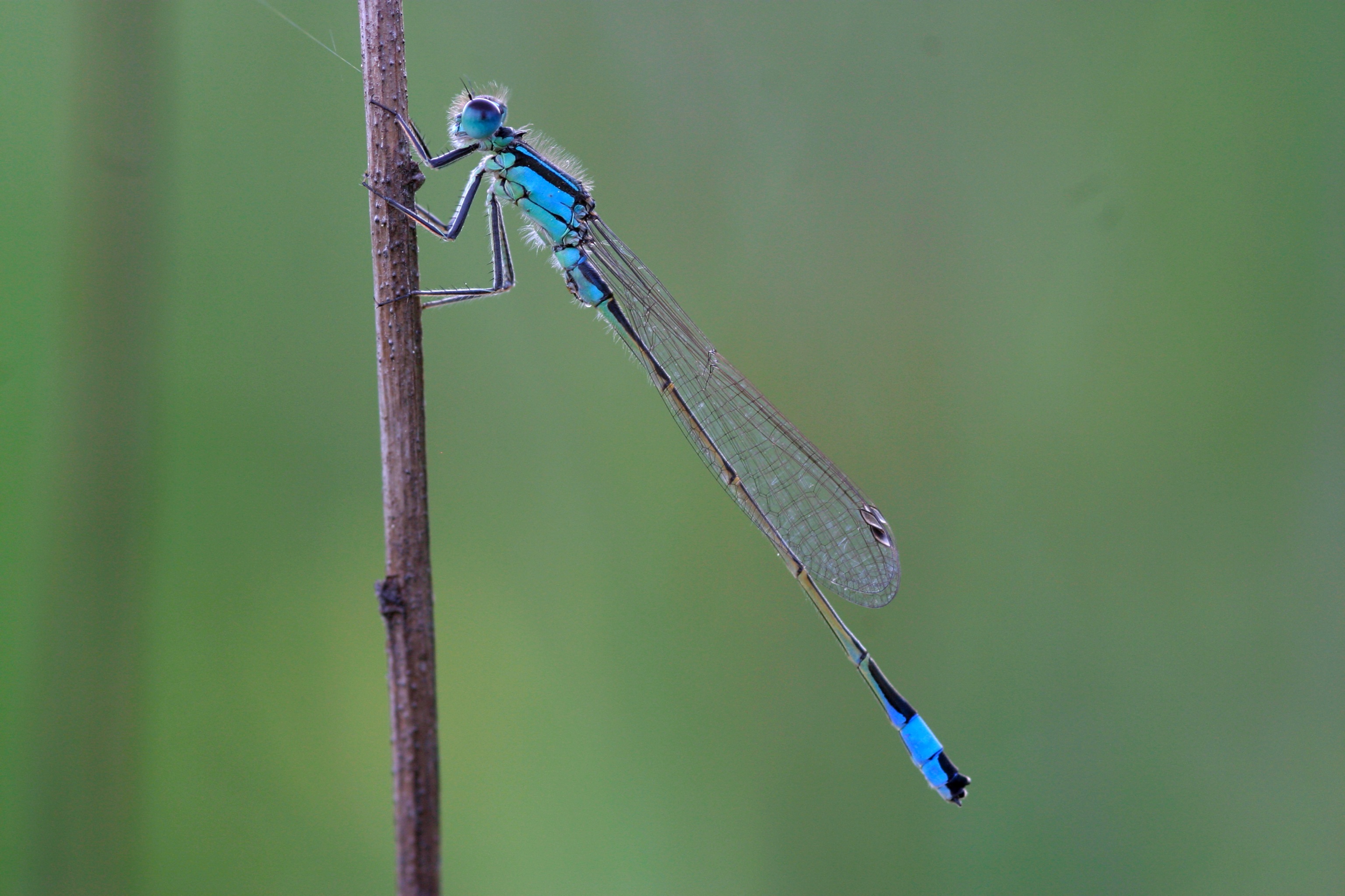 animal wing, unlucky dragonfly, plant, 2K, animal themes, invertebrate, green color, insect, nature, animal wildlife, damselfly, one animal, blue, animal, HD Wallpaper
