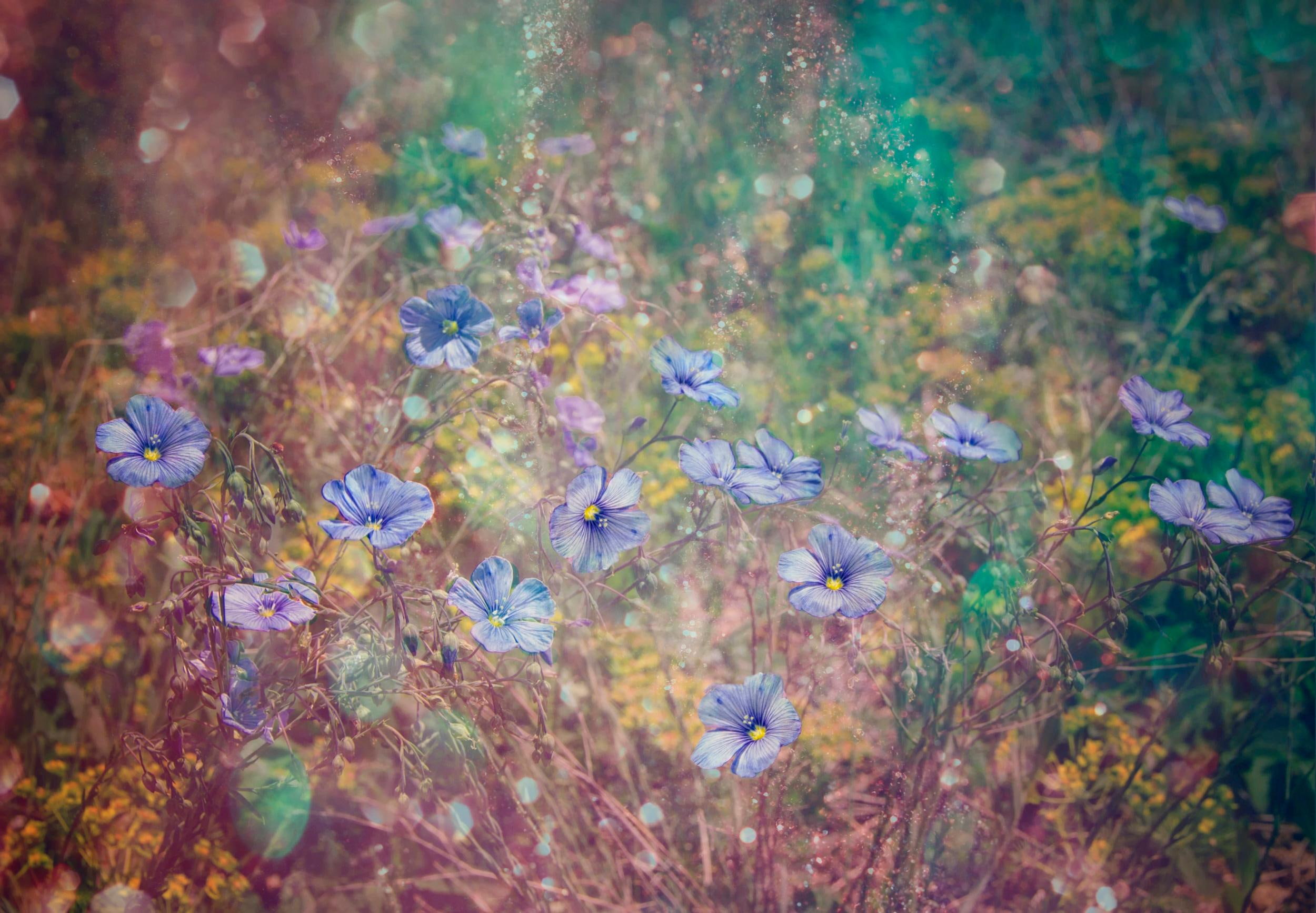 flowers, 1080P, glitter, texture, HD Wallpaper
