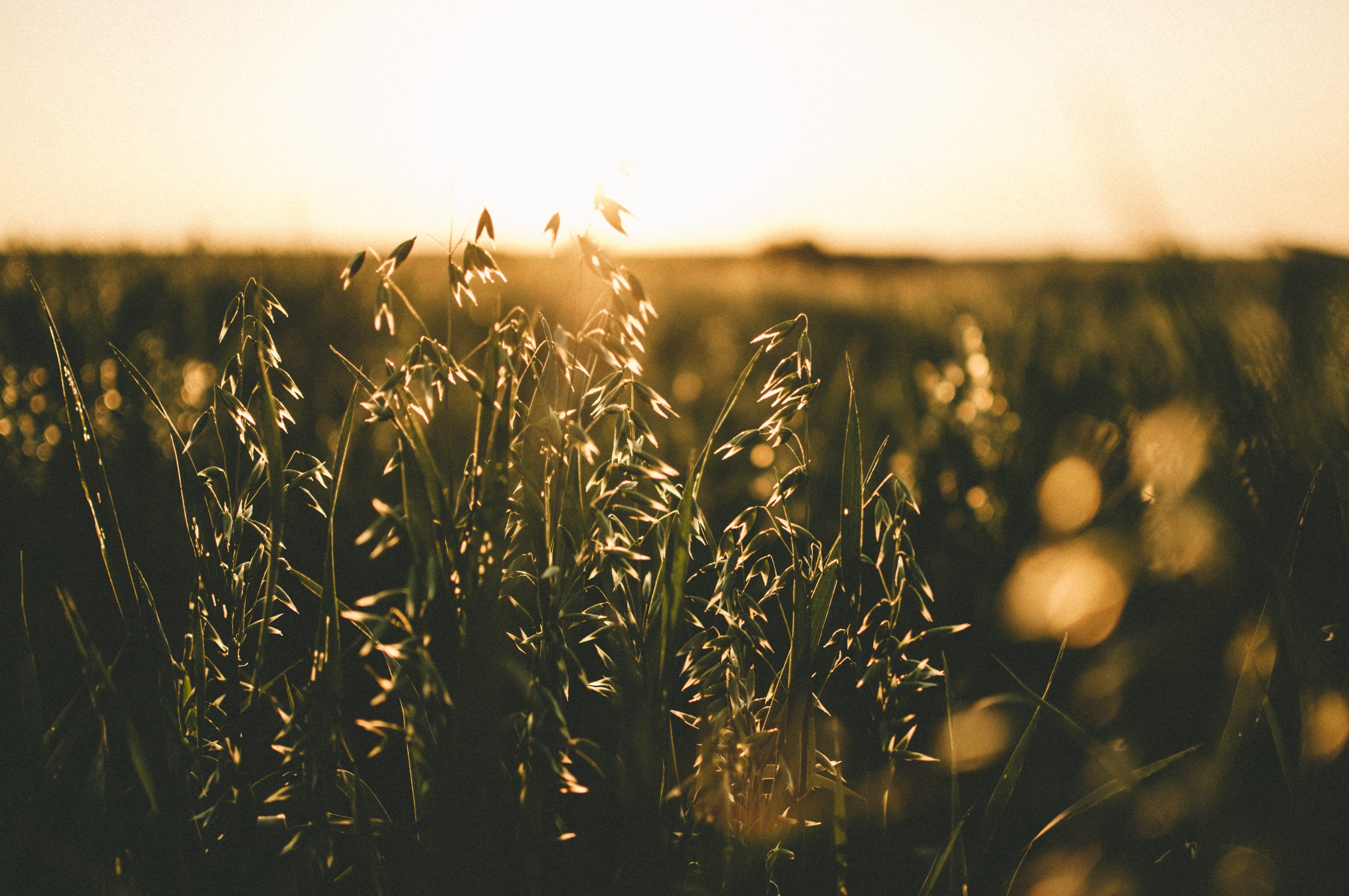grass, selective focus, cereal plant, dom, natura, land, farm, Harmony, hour, green, fruit, sunlight, litoral, agriculture, Garden, outdoors, yellow, sunset, HD Wallpaper