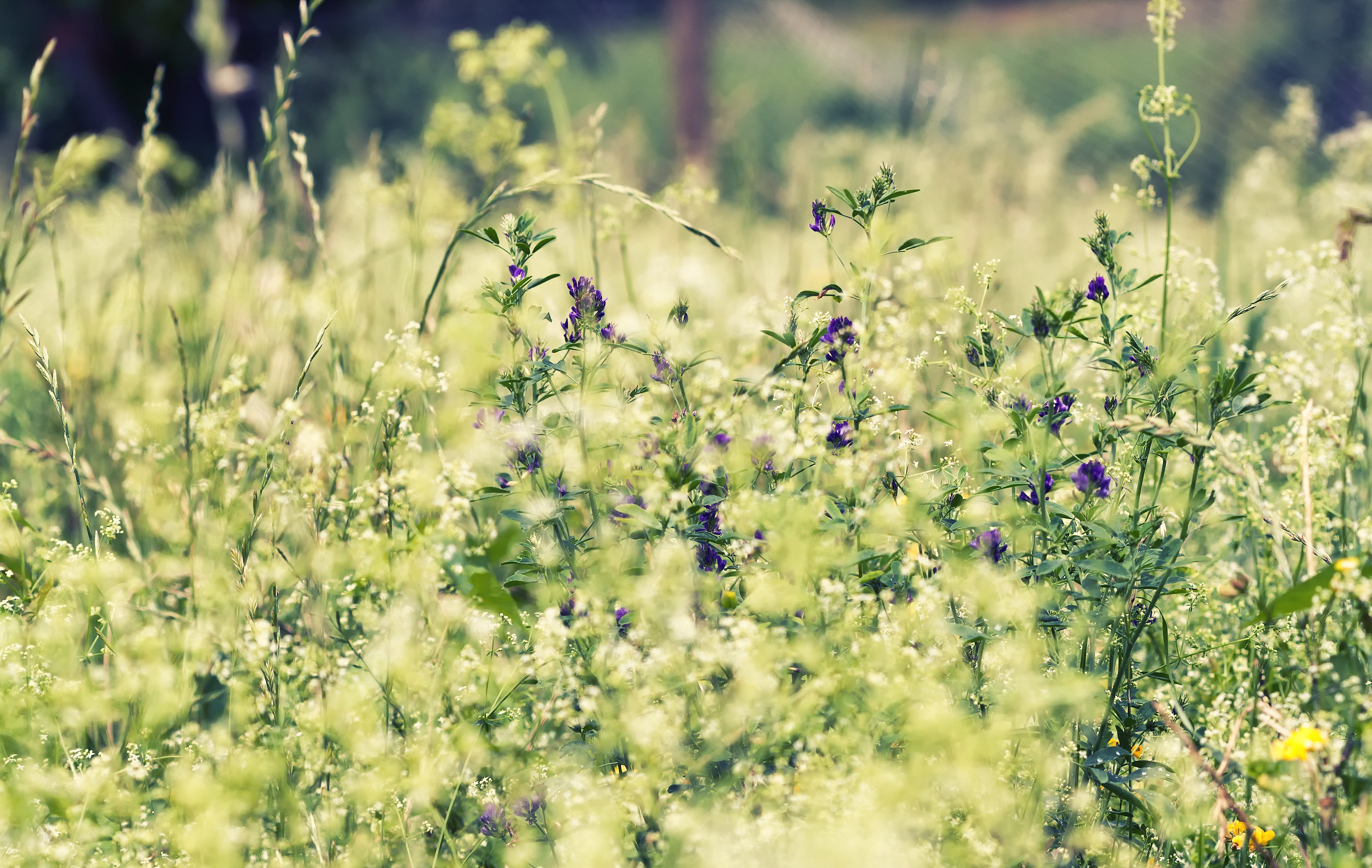 flowering plant, vulnerability, purple flower, day, petaled, plant, rural, sunny, vibrant, fragility, colorful, green Color, wild, grass field, grass, meadow, HD Wallpaper