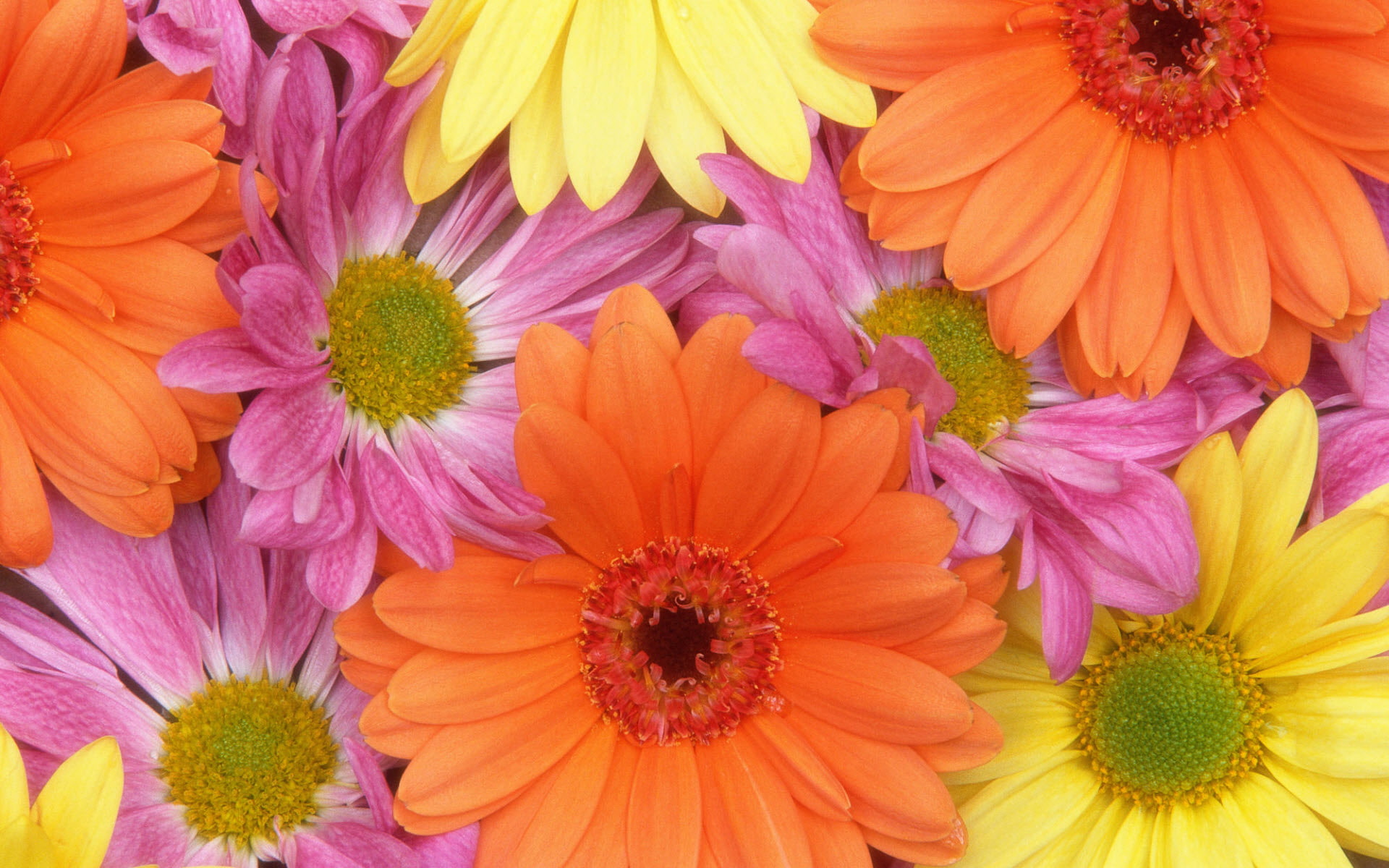 1080P, daisies, flowers, hd, fresh, HD Wallpaper