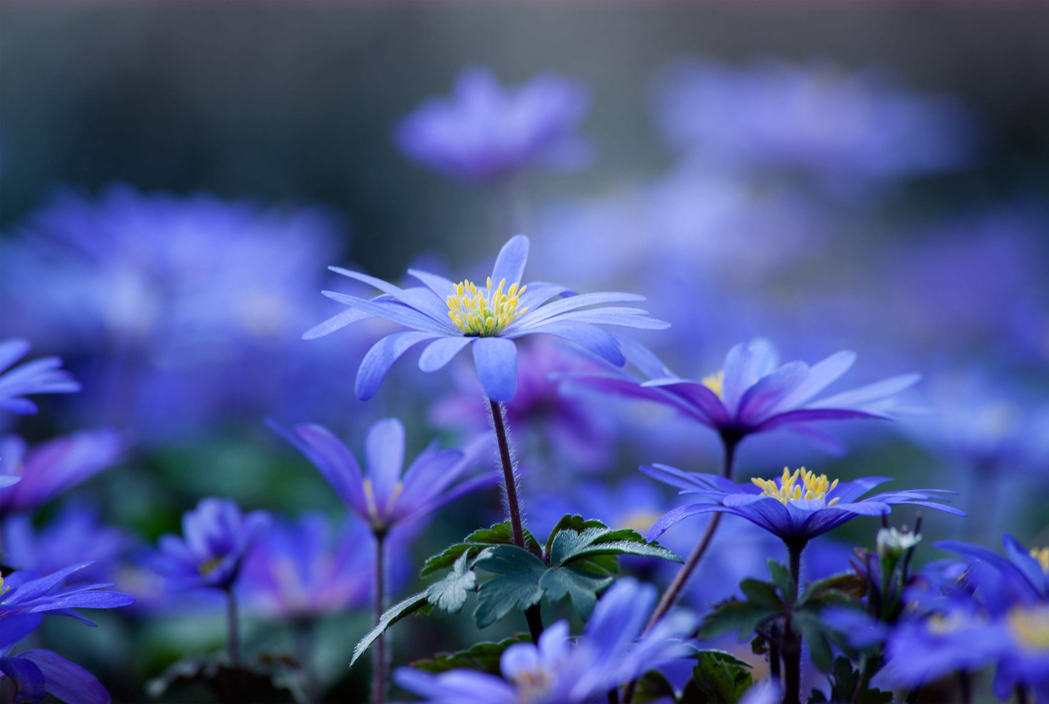 vulnerability, purple, freshness, leaves, vibrant Color, yellow, outdoors, growth, formal Garden, flower, plant, season, flower Head, nature, photography, HD Wallpaper