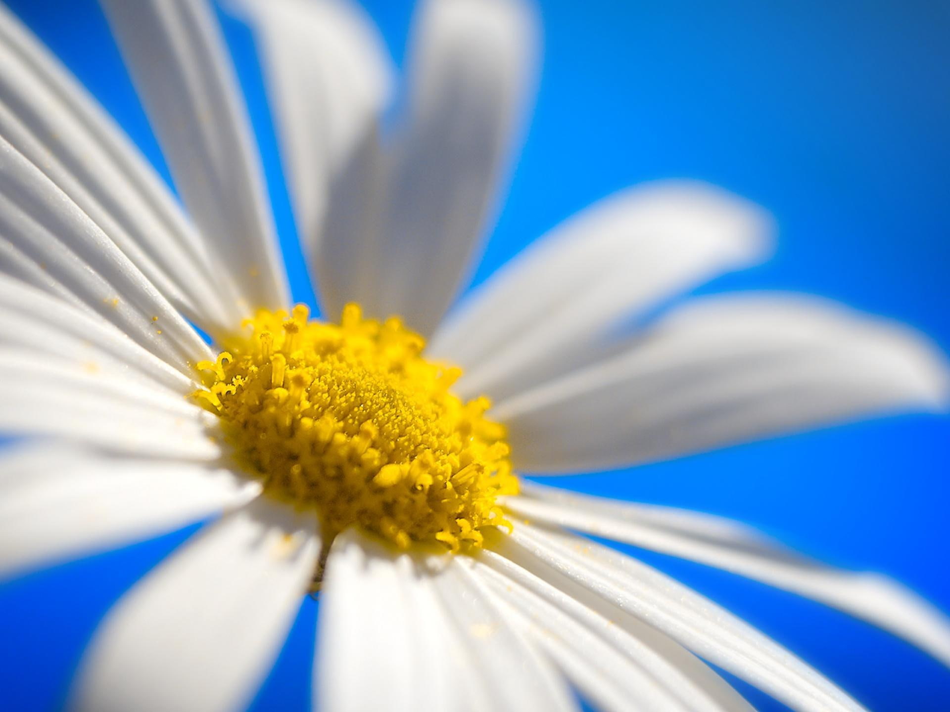 daisy, white, leaves, yellow, heart, 1080P, 3d and abstract, closeup, flower, HD Wallpaper