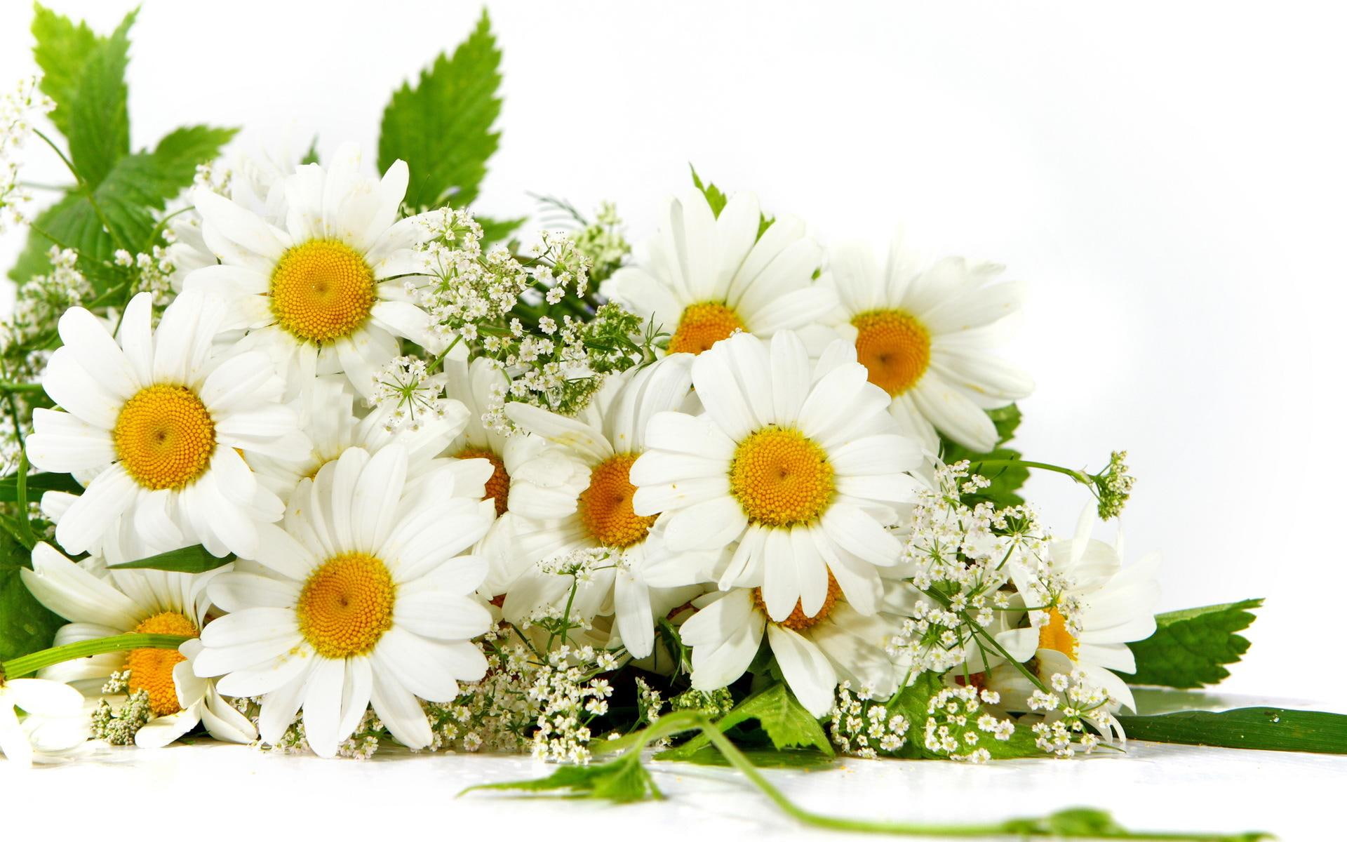 white, bouquet, fresh, 1080P, lovely, flowers, nature, bunch, yellow, green, cut, daisies, sweet, bright, HD Wallpaper