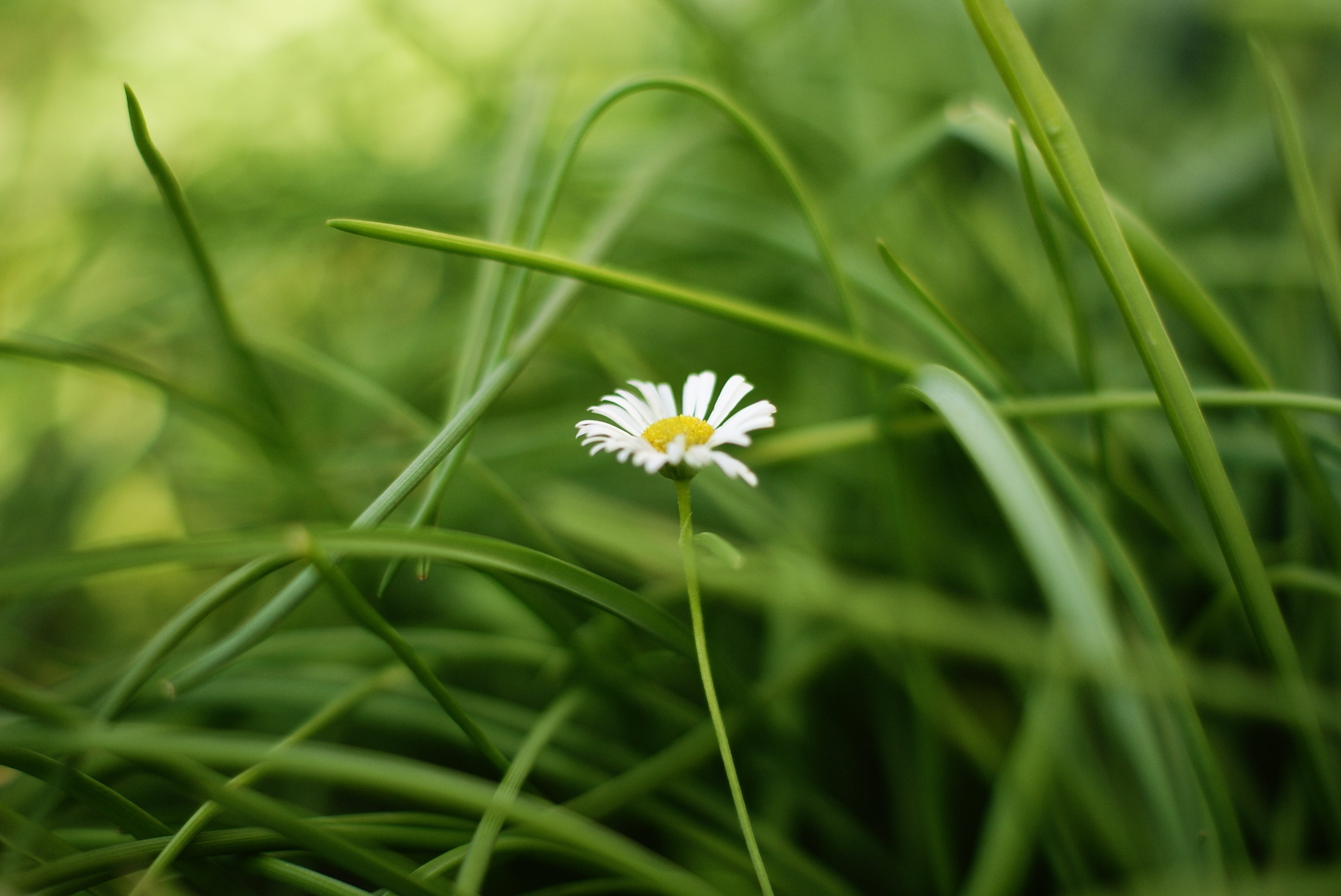 widescreen, white color, white, outdoors, field, inflorescence, leaves, petal, close-up, vulnerability, blade of grass, growth, freshness, fragility, background, HD Wallpaper