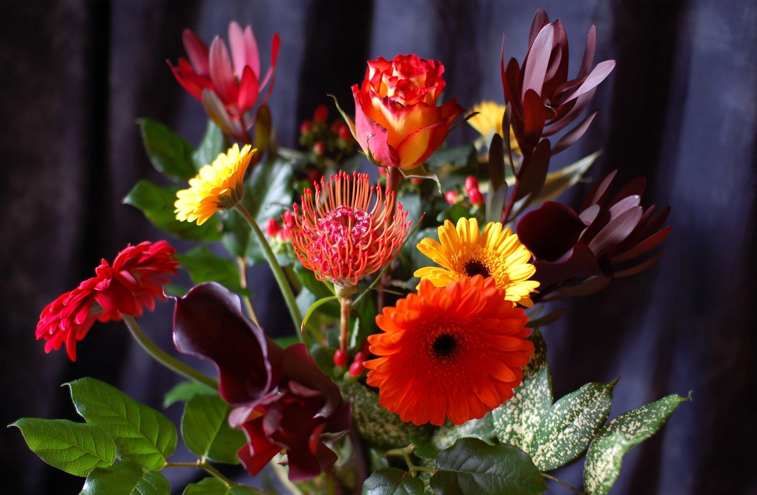 flower, close-up, summer, plant part, multi Colored, outdoors, flower Head, inflorescence, no people, leaf, pollen, flowers, flowerbed, single Flower, botany, HD Wallpaper