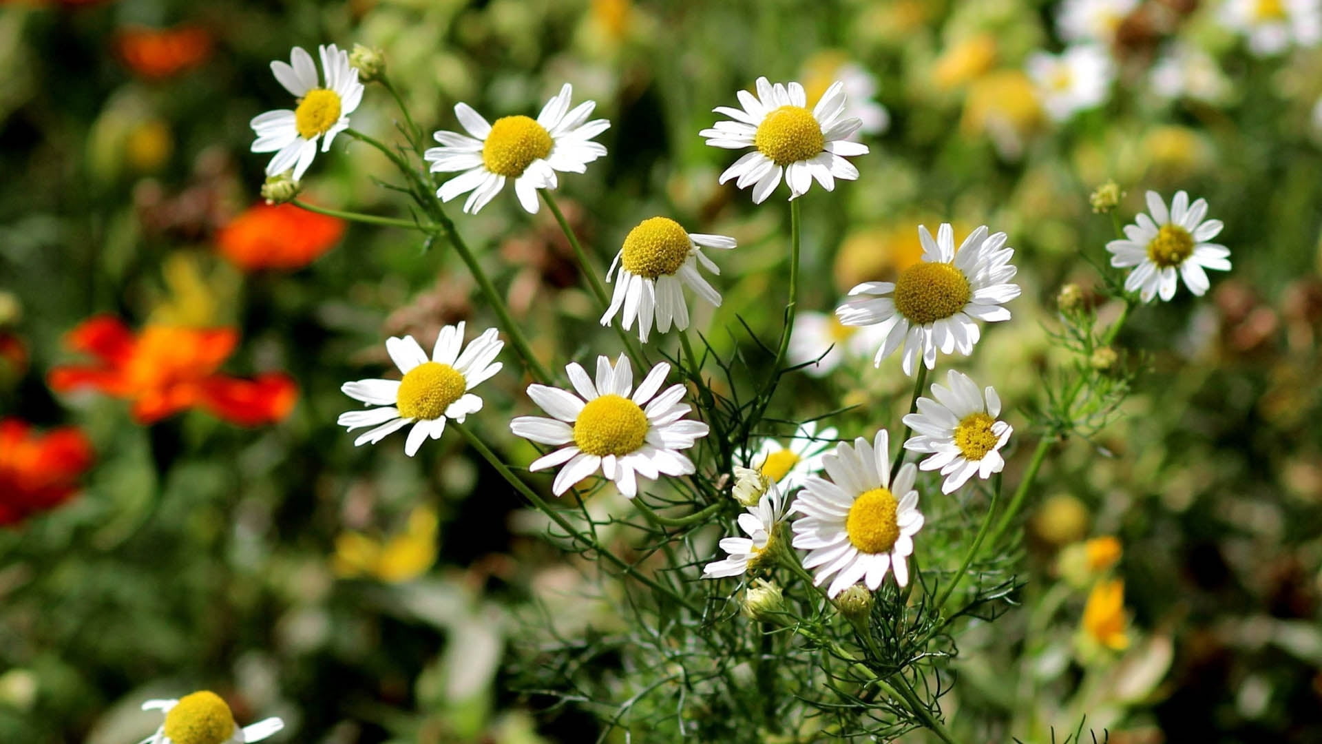 flower, fragility, season, wildflower, flower Head, nature, multi Colored, flowers, plant, leaves, chamomile Plant, no People, yellow, chamomile, freshness, HD Wallpaper