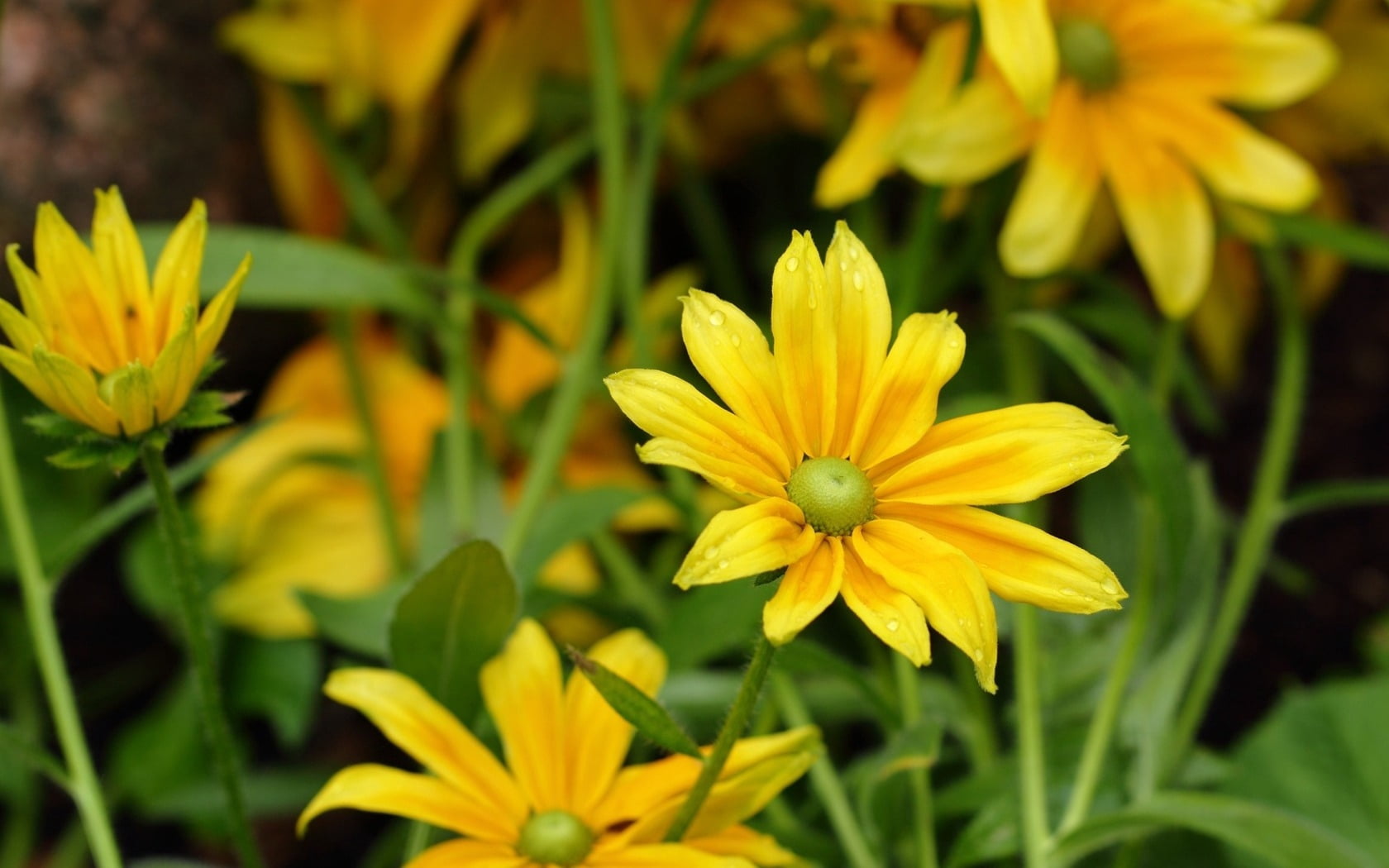 day, herbs, no People, flower Head, yellow, pollen, selective focus, daisies, green Color, springtime, close-up, nature, multi Colored, yellow rudbeckia, HD Wallpaper