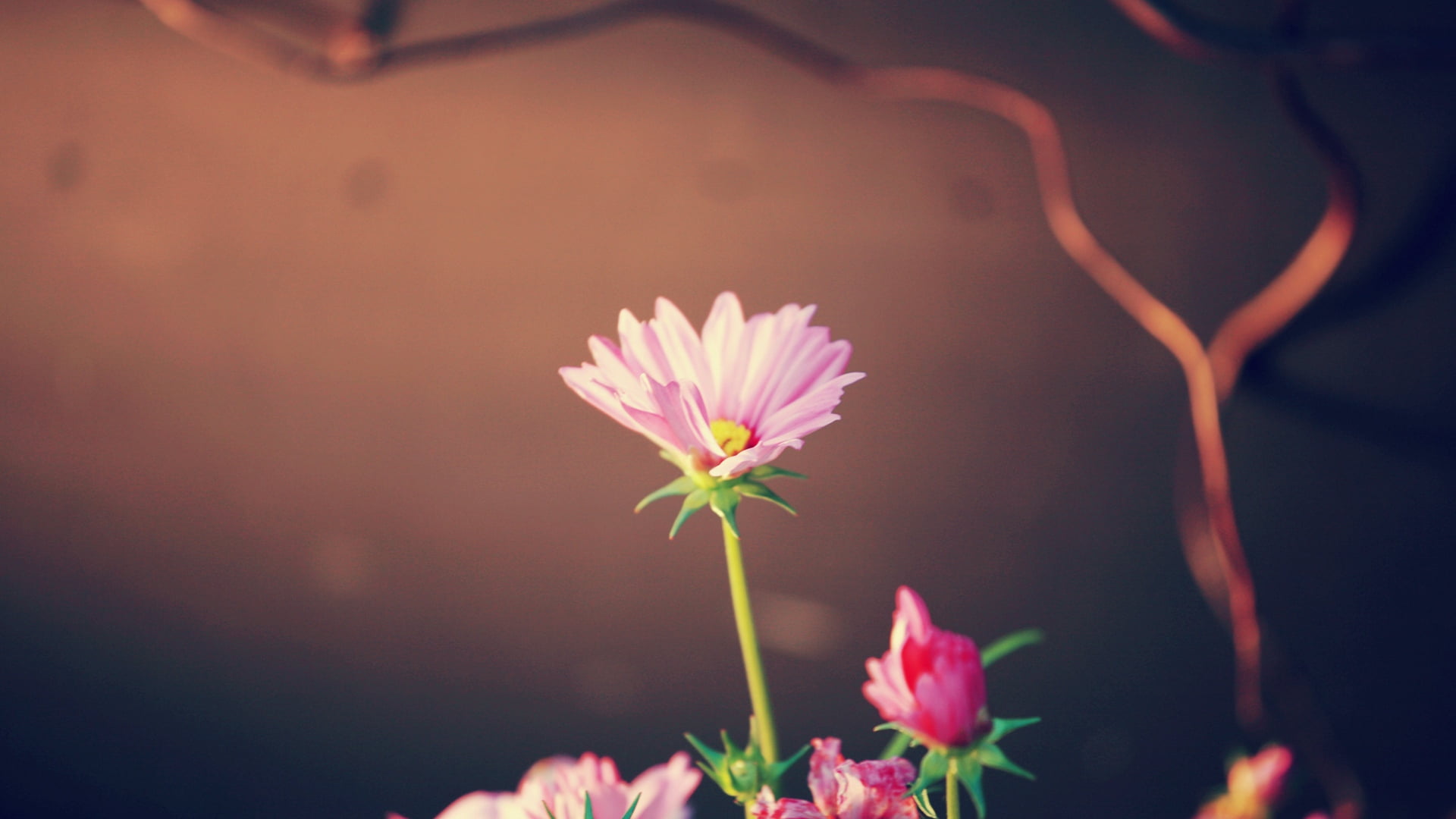 inflorescence, nature, summer, multi Colored, pink Color, plant stem, tranquil Scene, single Flower, vulnerability, light, flower Head, flower, leaf, growth, HD Wallpaper