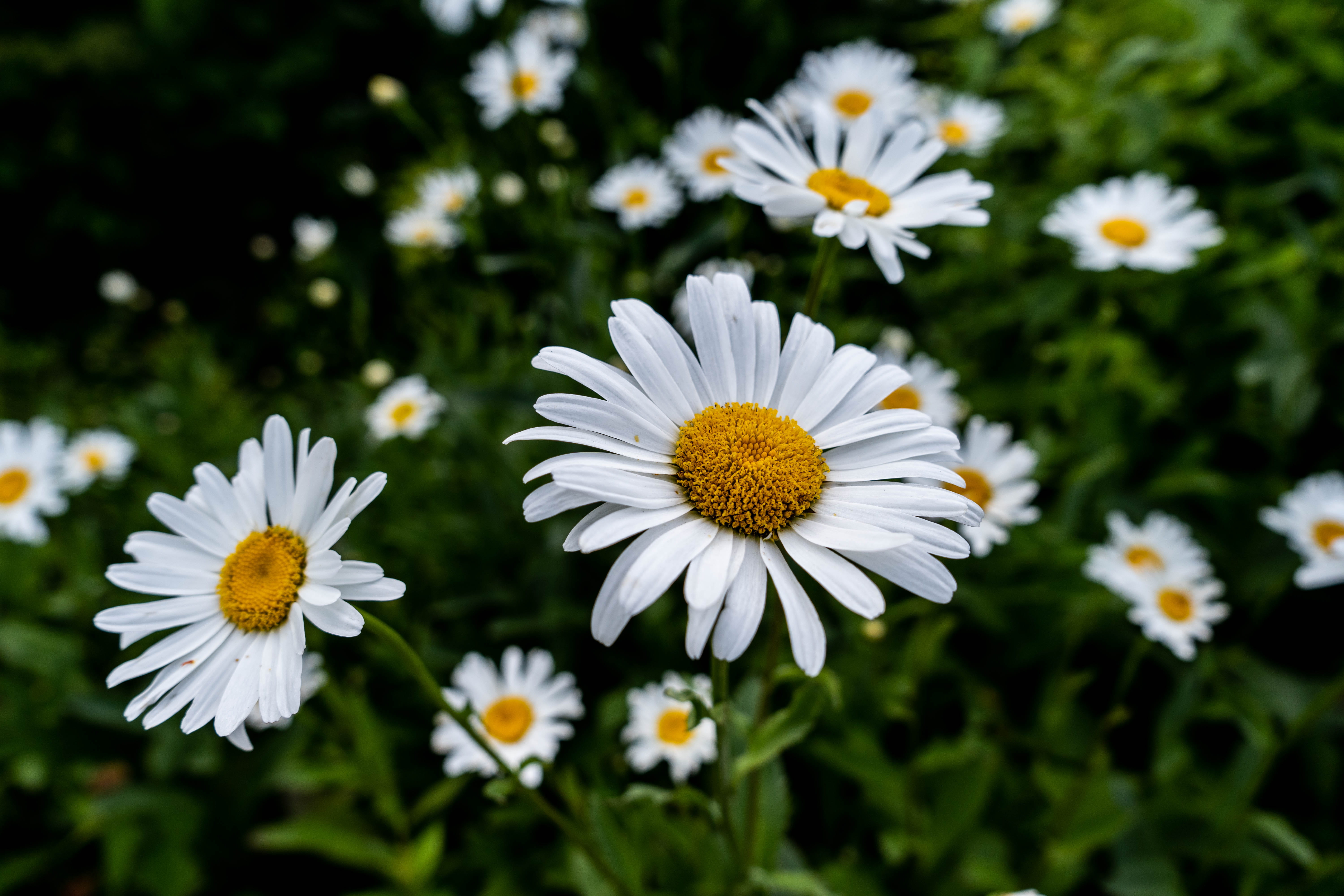 blurred background, softness, flower head, daytime, green, colors, focus on foreground, outdoors, beauty in nature, plants, selective focus, chamomile, HD Wallpaper