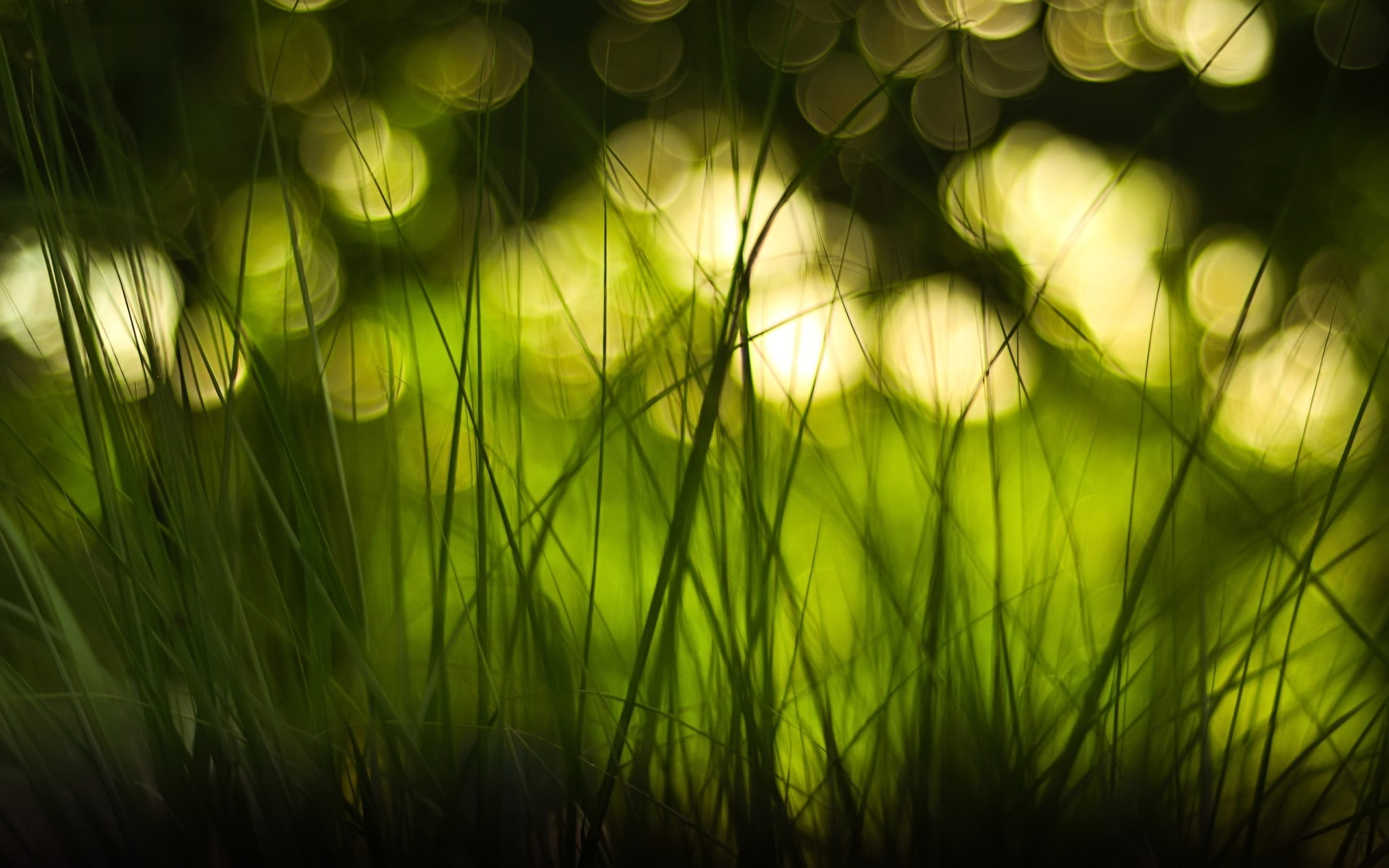 bokeh, blurred, macro, 1080P, grass, monochrome, Green, field, nature, depth, lights, HD Wallpaper