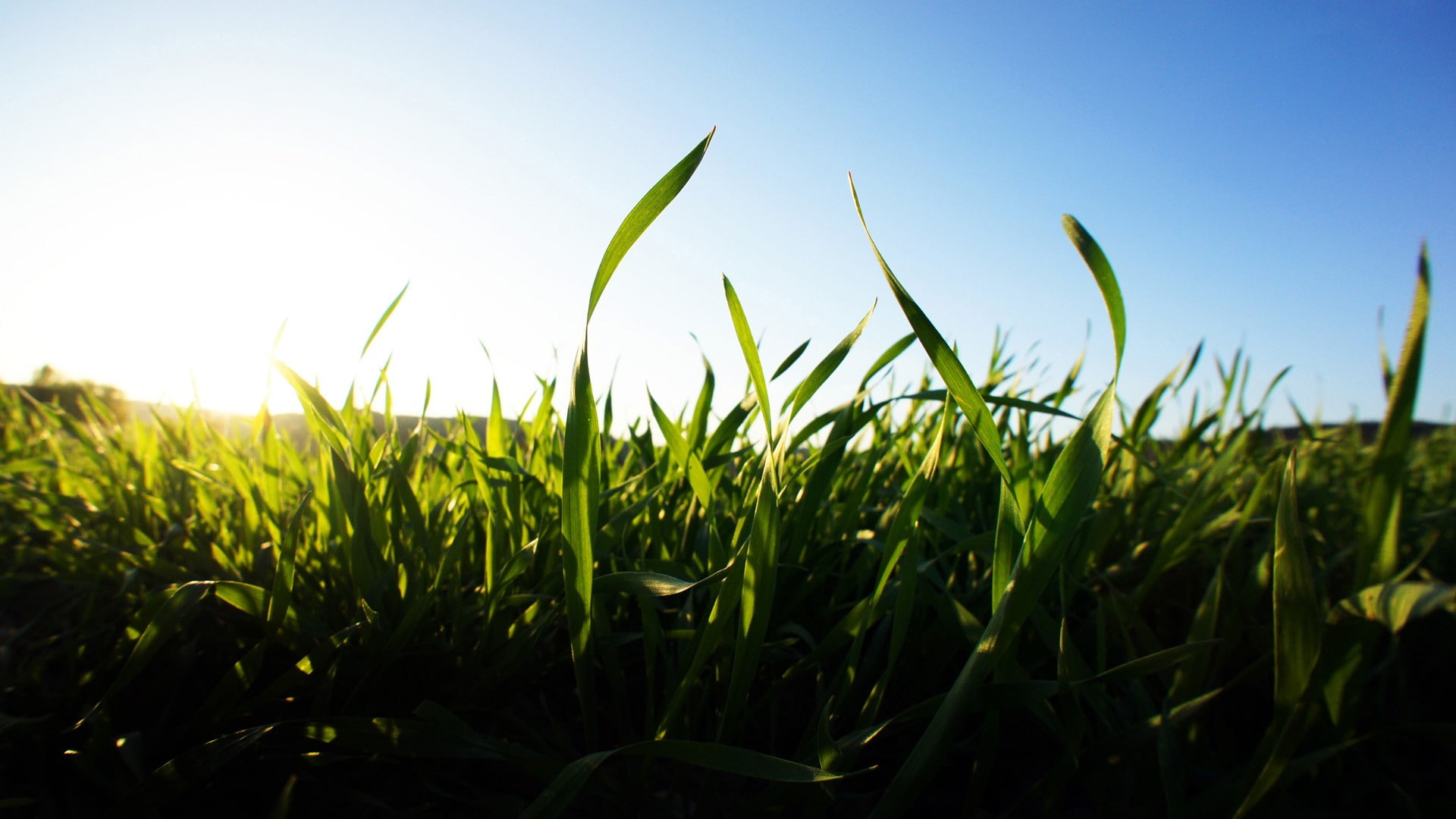 macro, blurred, grass, nature, 1080P, clear sky, green, landscape, depth of field, HD Wallpaper