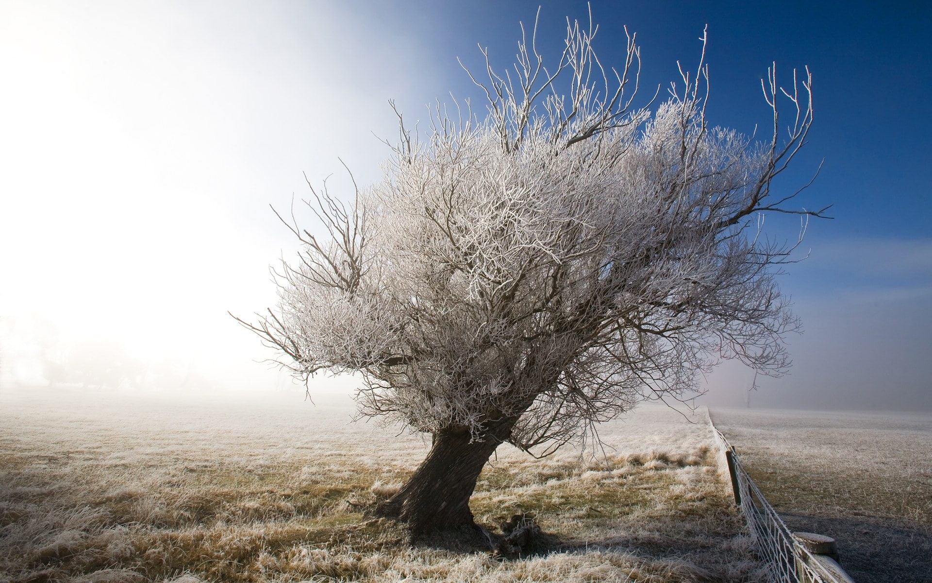 hd, tree, winter, nature, fog, frost, mist, 1080P, HD Wallpaper