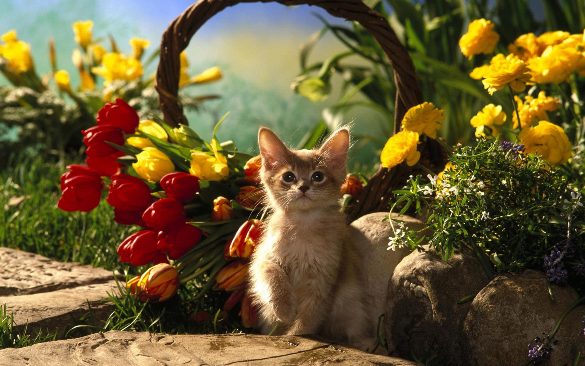 tulip, orange, tulips, among, 1080P, basket, kitten, cute, animals, flower, tabby, HD Wallpaper
