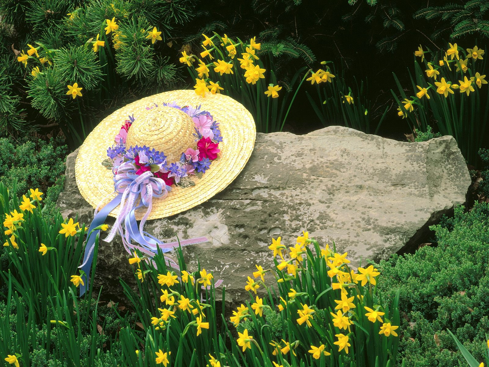 daffodils, among, 720P, HD Wallpaper