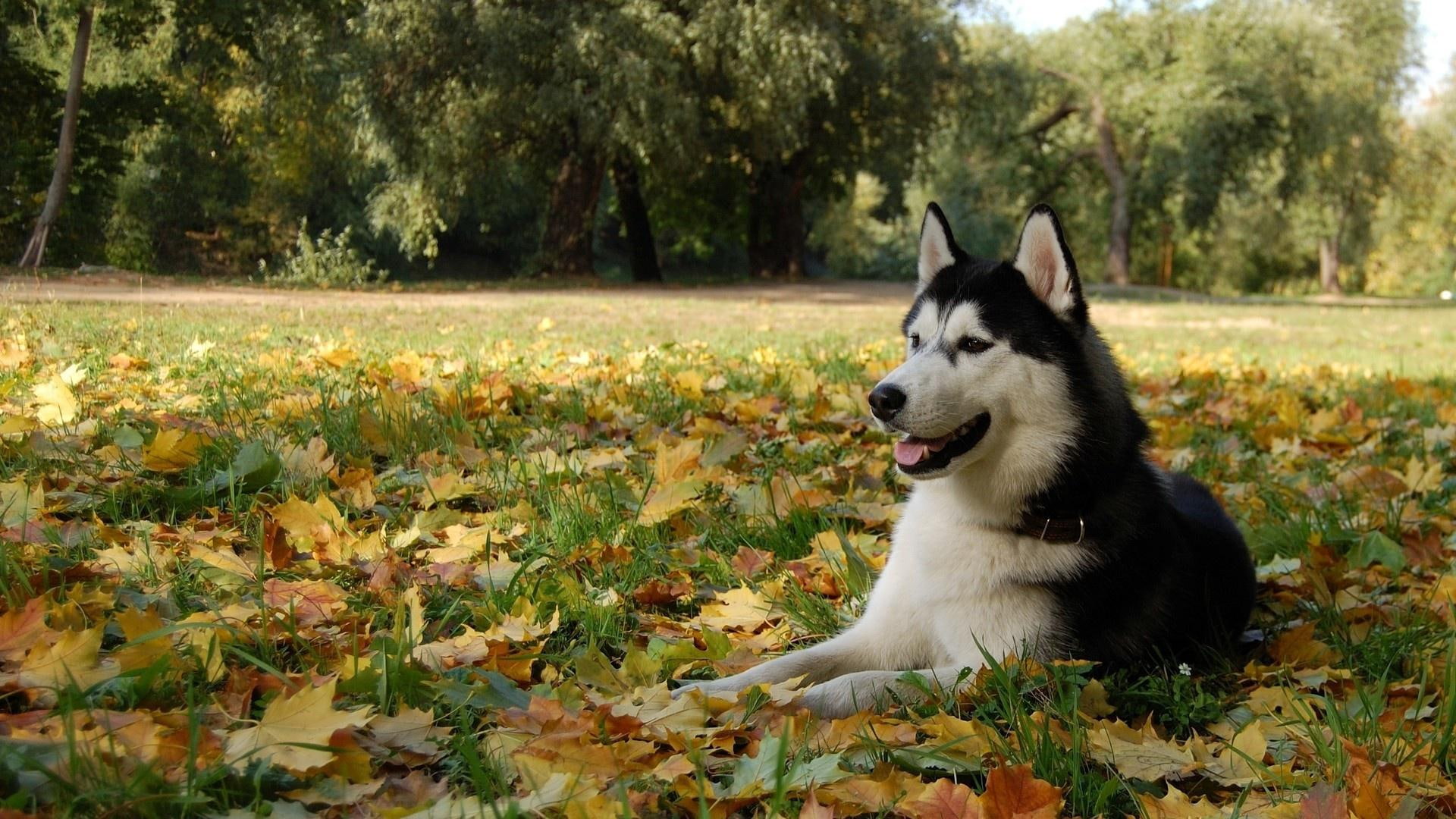 black, animals, siberian, 1080P, among, white, husky, leaves, 1920x1080, HD Wallpaper