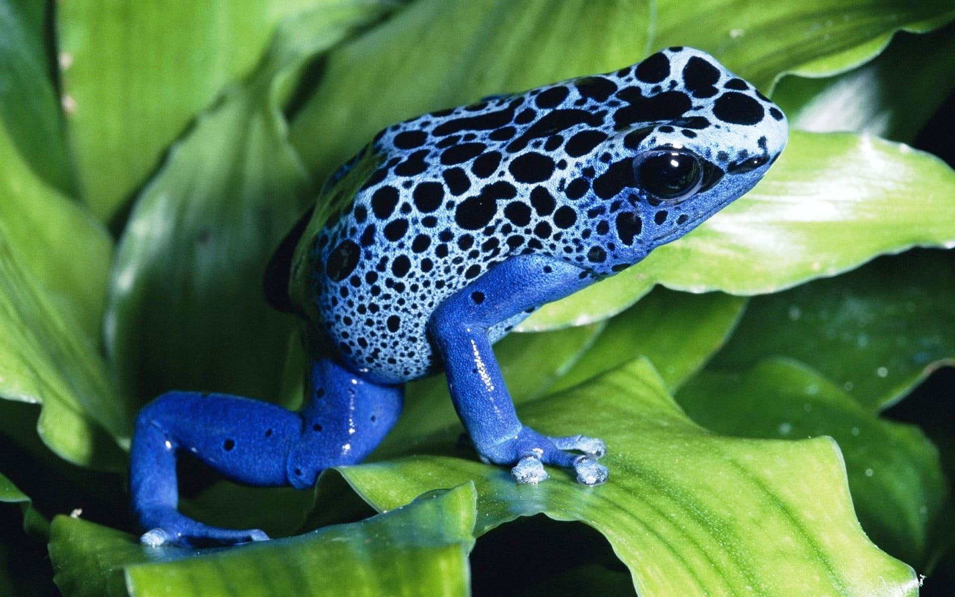 animals, flog, blue, unique, 1080P, frog, cute, HD Wallpaper