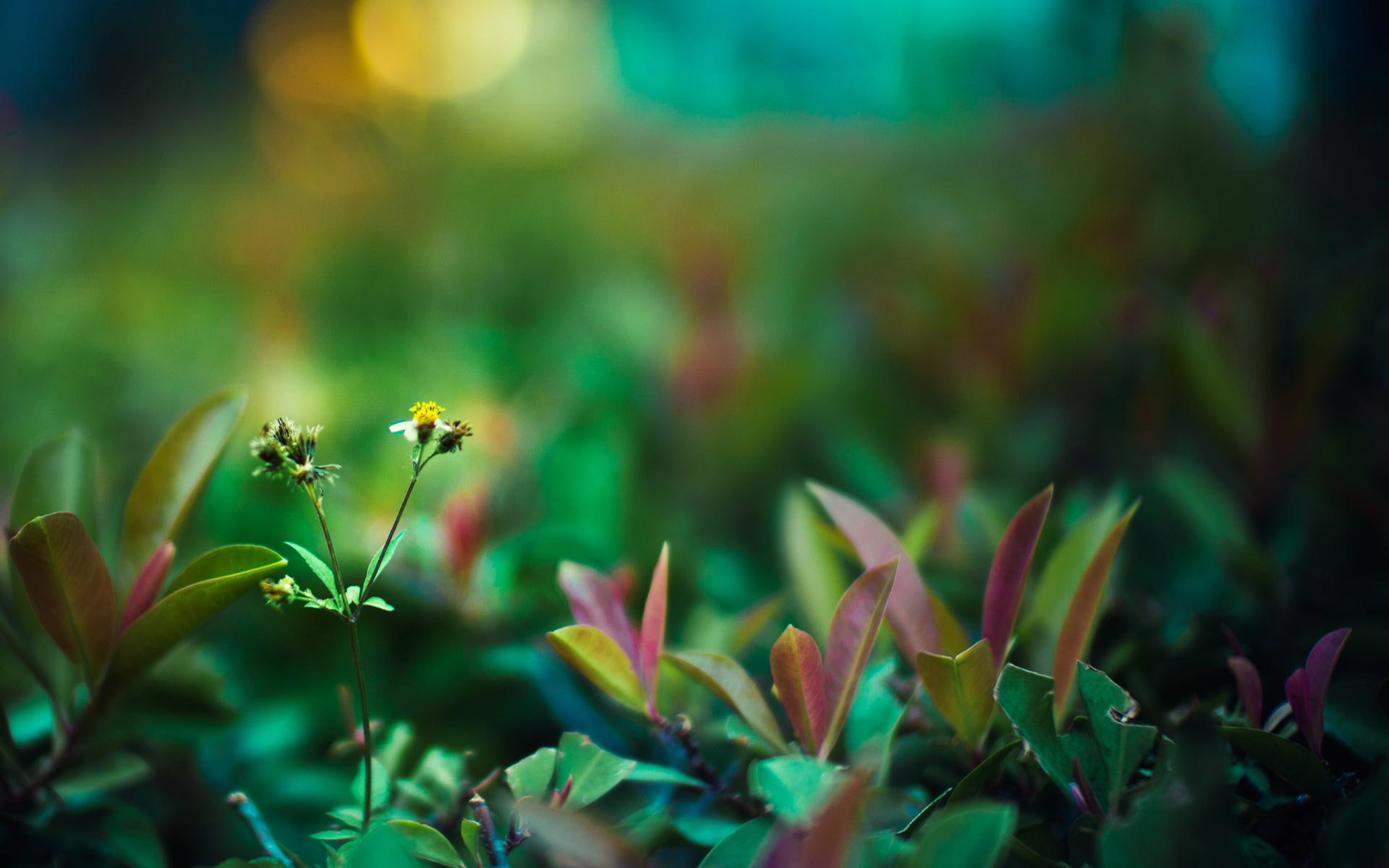 green, leaves, life, 1080P, plant, red, nature and landscape, HD Wallpaper