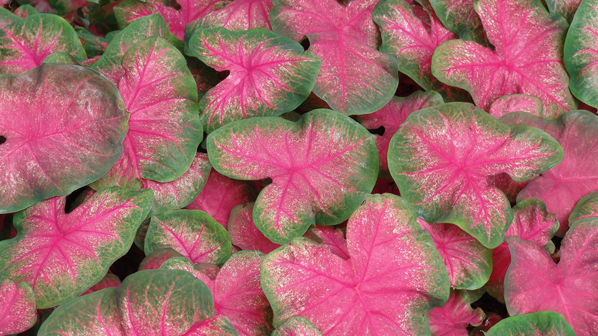 classic, green, flowers, bulbs, center, 1080P, leaves, edges, pink, striped, plant, caladium, HD Wallpaper