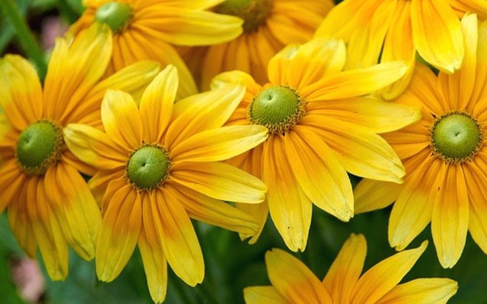tablet, 1080P, susan, sun, hirta, plants, black, mobile, ornamental, pc, garden, phones, rudbeckia, prairie, flower, eyed, hd, HD Wallpaper