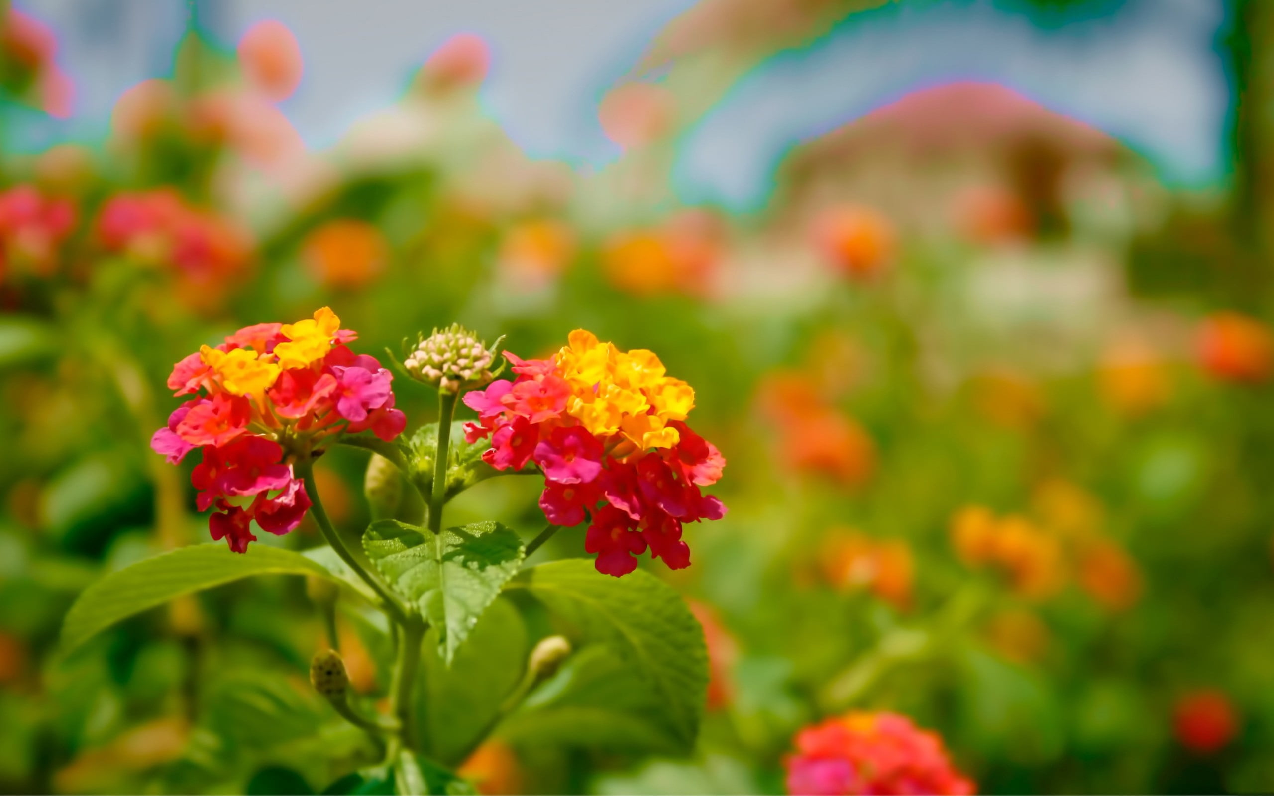 growth, no People, decoration, formal Garden, season, nature, red, flower Head, flower, leaf, flowering plant, vulnerability, focus on foreground, springtime, HD Wallpaper