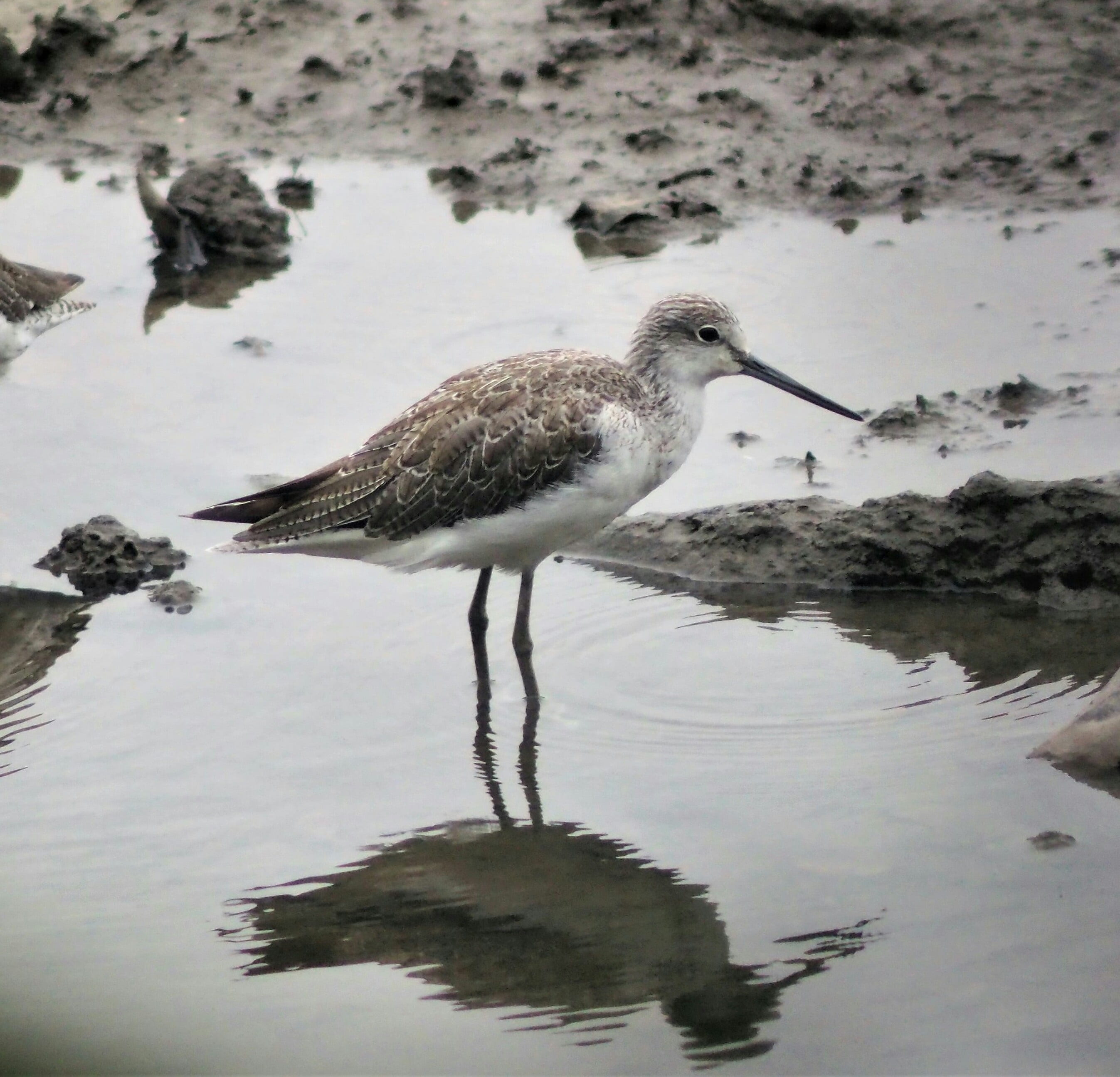 2K, reflection, water, vertebrate, day, animal neck, beach, animal wildlife, no people, beak, animal themes, animal, green, one animal, lake, outdoors, HD Wallpaper
