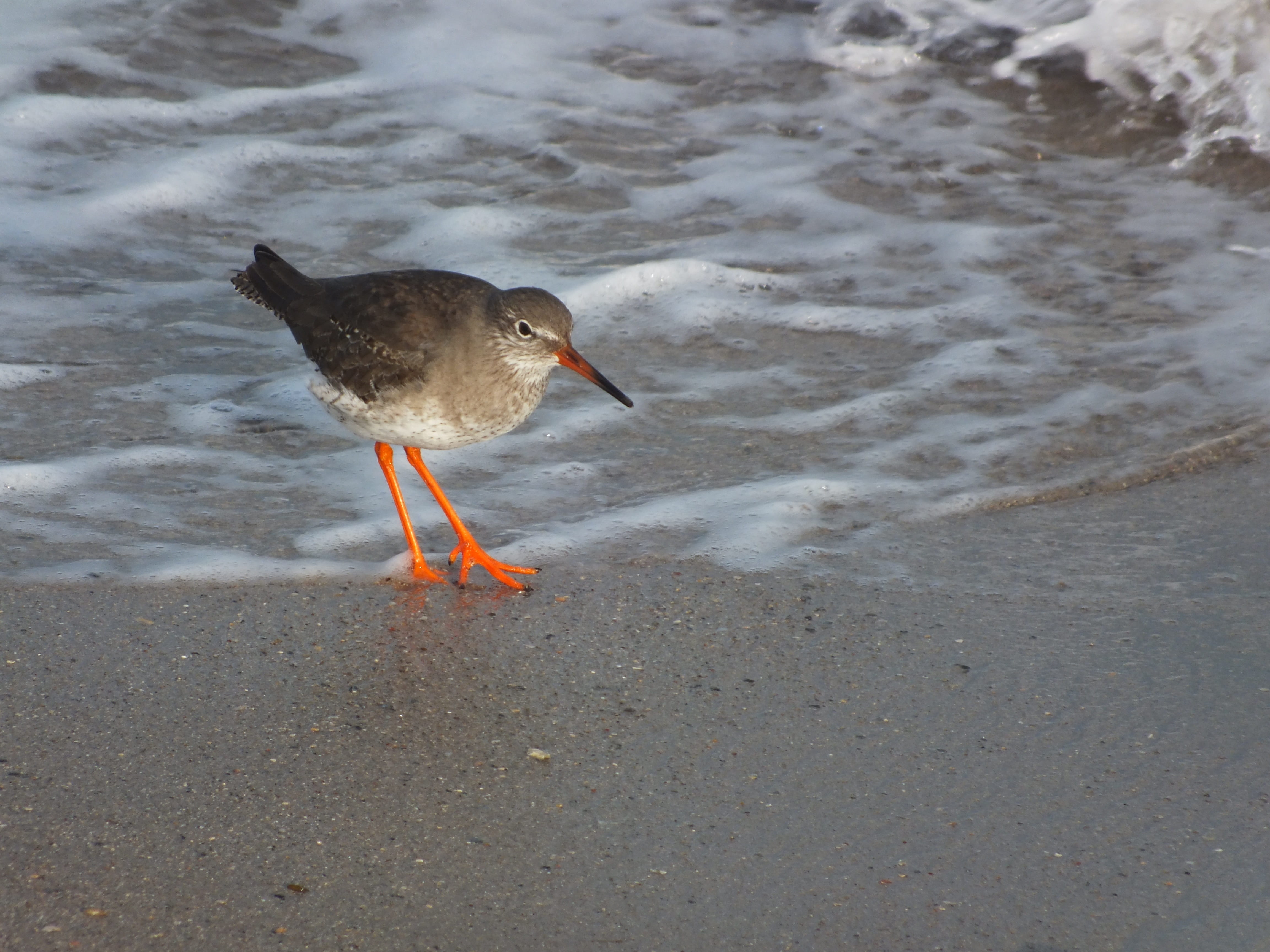 bird, day, animals in the wild, water, outdoors, vertebrate, seashore, sand, one animal, sea, high angle view, 4K, red shank, nature, side view, animal wildlife, HD Wallpaper
