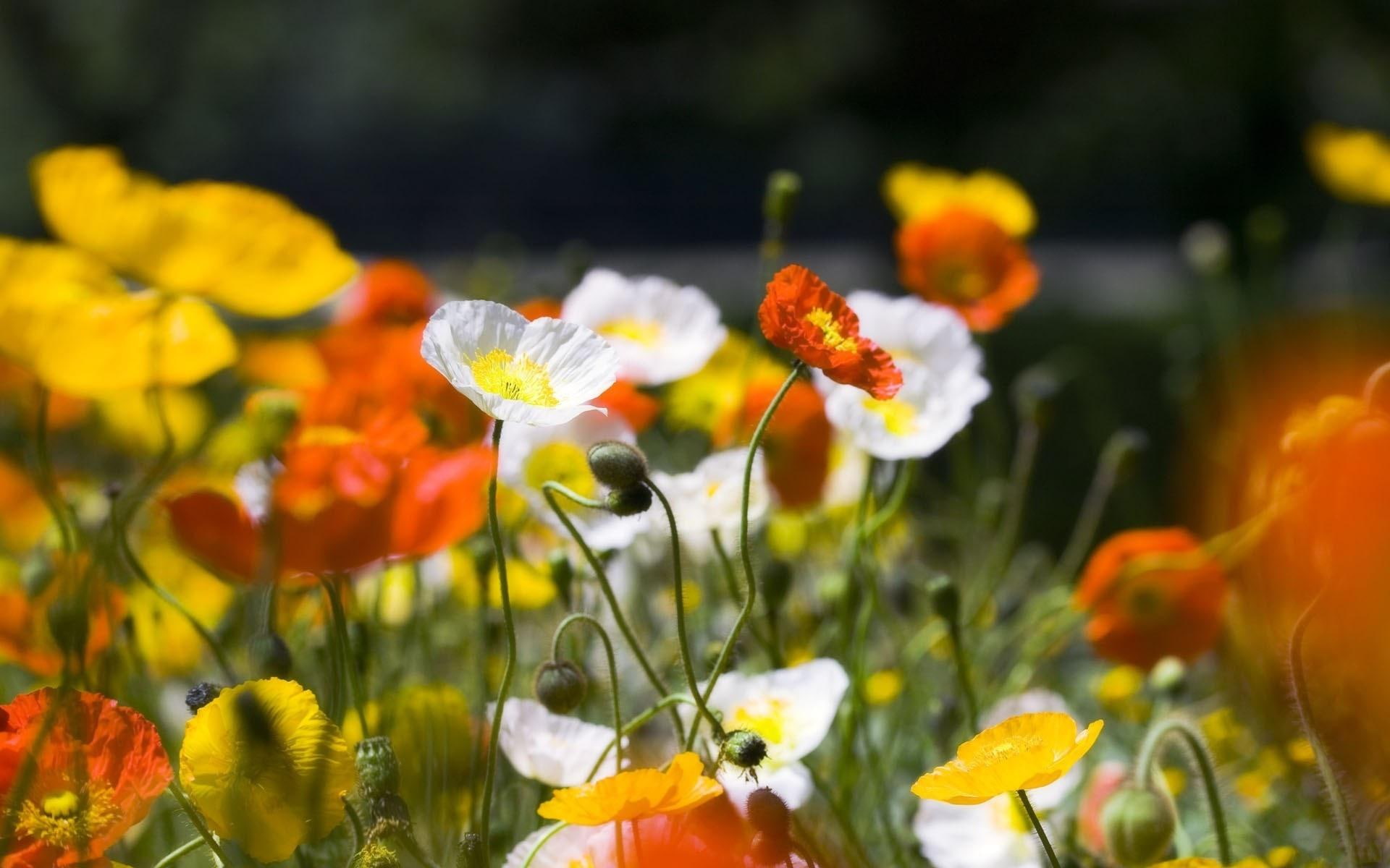 1920x1200, flowers, poppies, 1080P, yellow, poppy, petaled, white, HD Wallpaper