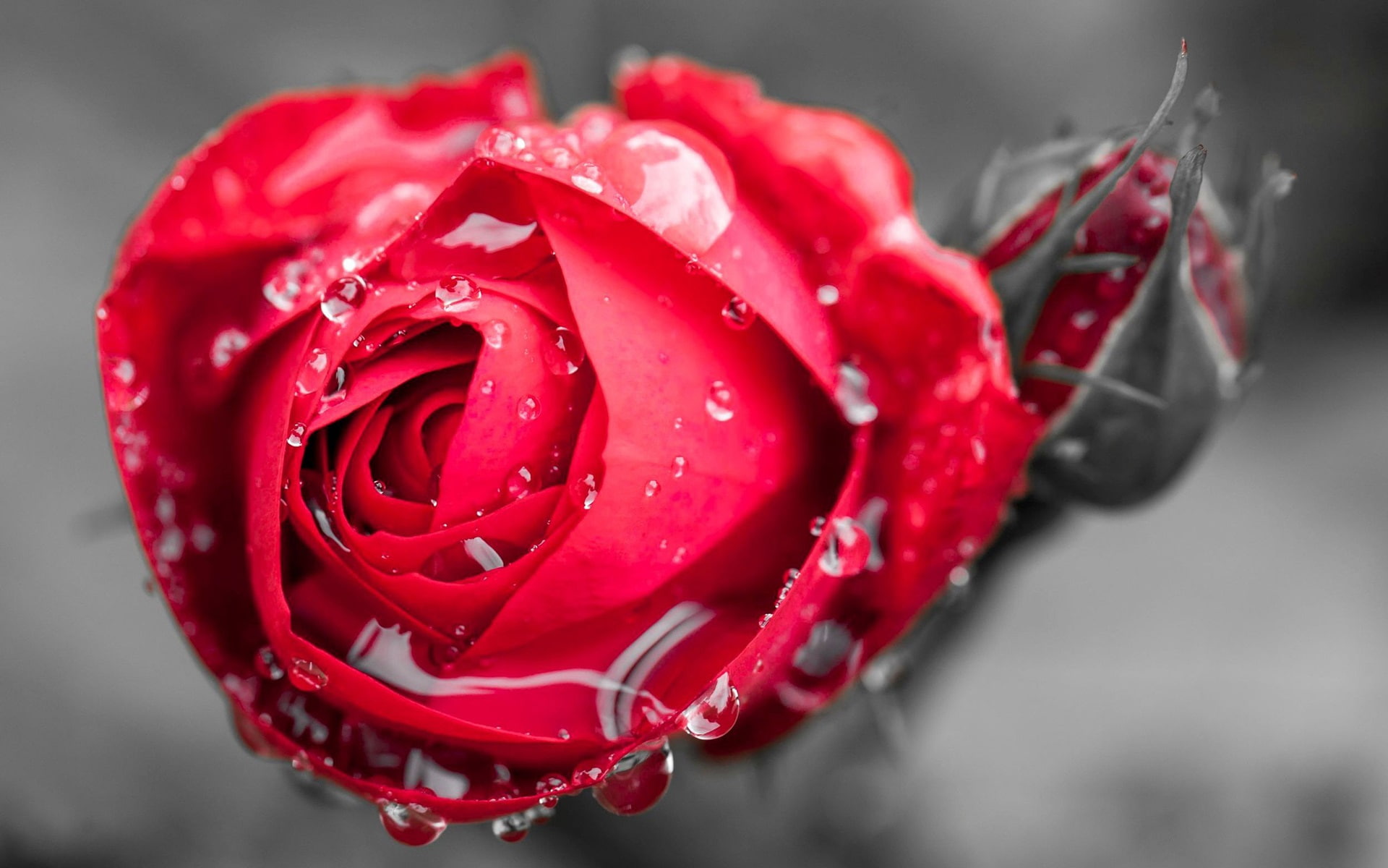 Dew, 1080P, Rose, Flower, Red, One, HD Wallpaper