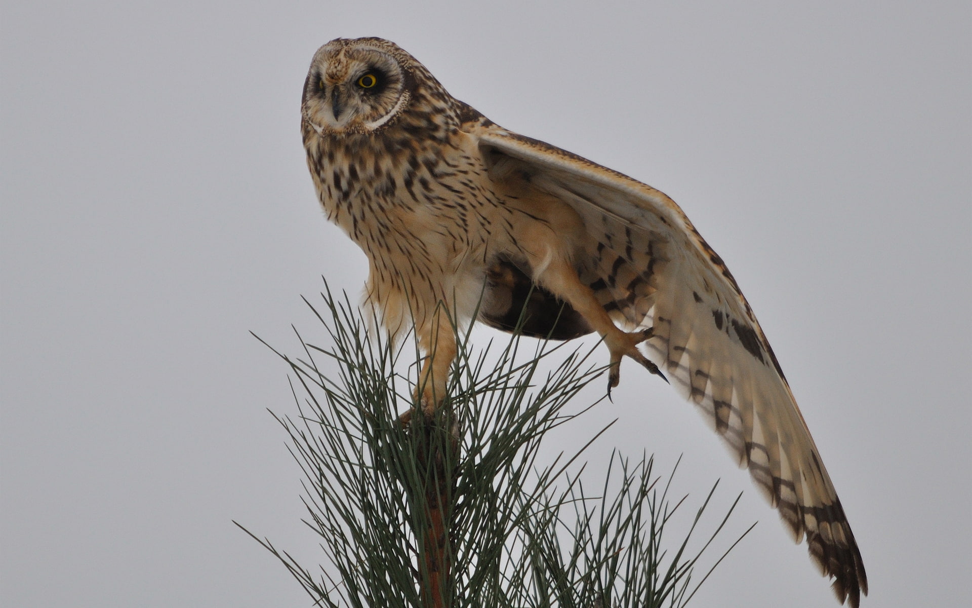 tree, 1080P, owl, bird, needles, wing, stretching, the tip, pine, HD Wallpaper