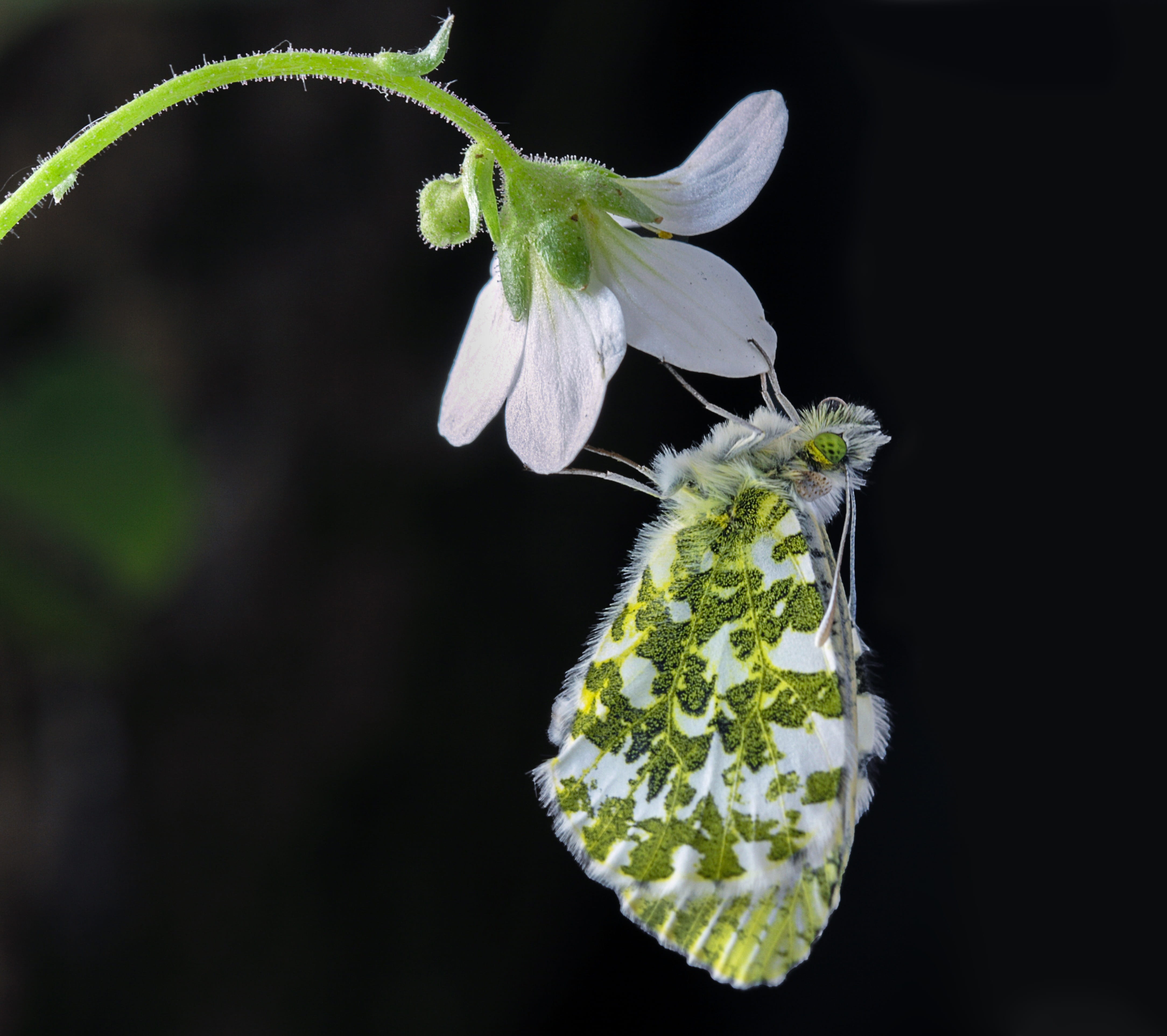 growth, black background, flower, freshness, feeding, no people, antenna, antennae, leaf, outdoors, orange, flower head, orange-tip, fragility, focus on foreground, HD Wallpaper